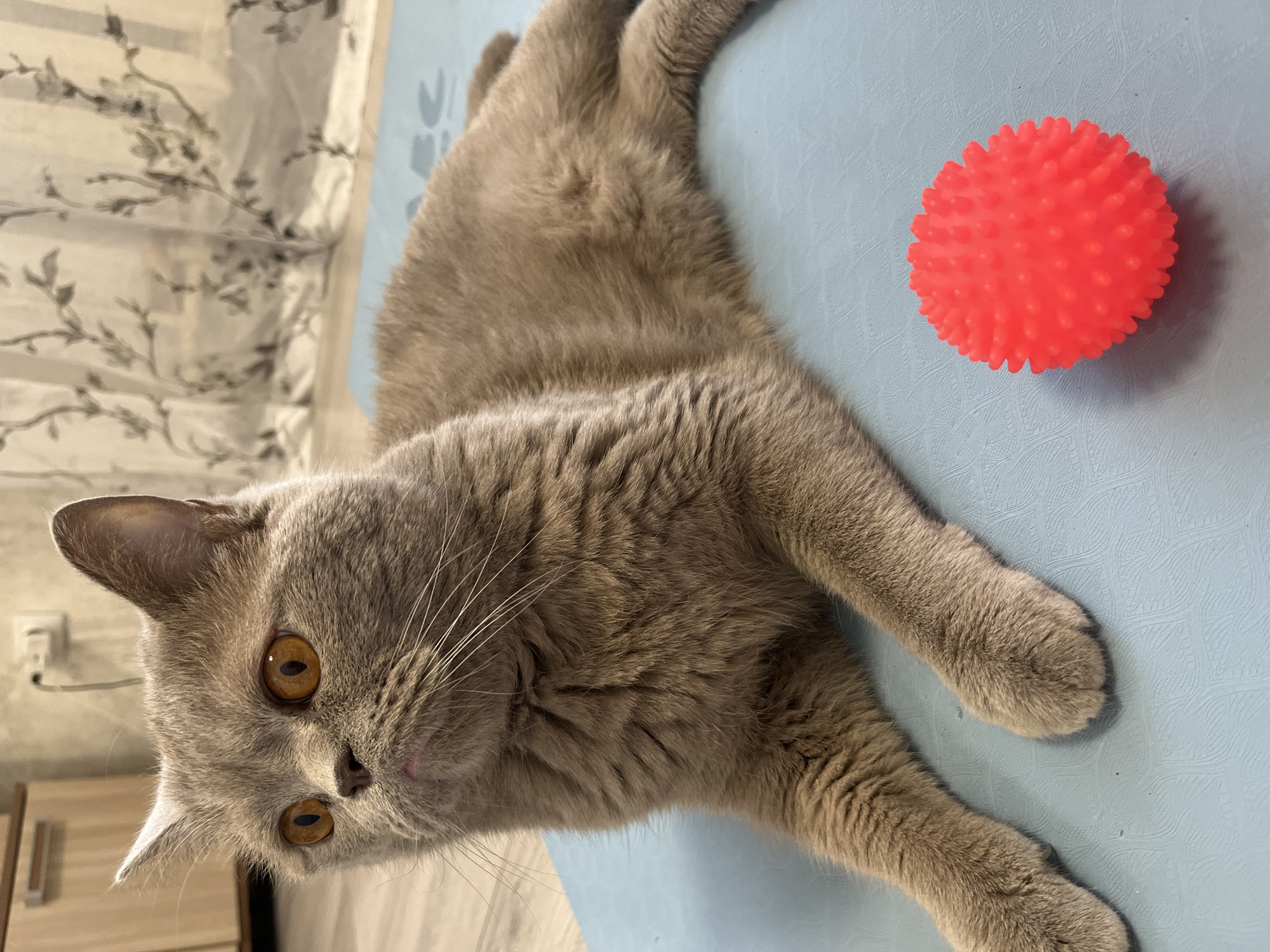 A short-haired grey cat is captured in a relaxed pose indoors, lying stretched out on a light blue mat. The cat has dense, plush grey fur, prominent white whiskers, and striking amber-orange eyes, which are focused directly on the viewer. Its front paws are extended forward. To the right of the cat, a bright reddish-orange, spherical toy ball with numerous soft, blunt spikes is resting on the mat.
In the background, a light-colored curtain or blind with a subtle floral or leafy pattern is visible on the upper left side. Below the curtain, a white electrical outlet is mounted on a wall. A small portion of what appears to be a light wooden floor or piece of furniture is visible in the bottom left corner of the frame. The overall lighting suggests it is daytime. The cat appears calm and curious. There is no visible text in the image.