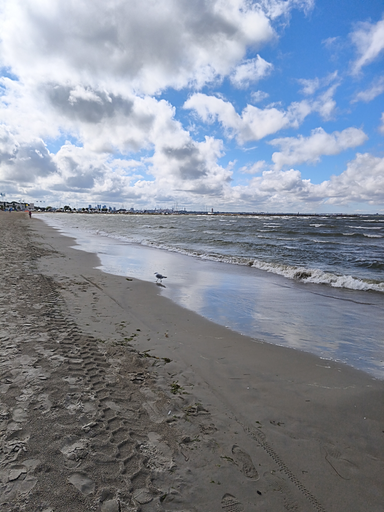 The image depicts a sandy beach in Tallinn, Estonia. The scene is dominated by a wide expanse of sand in the foreground, marked with tire tracks and footprints, indicating recent activity. A single seagull stands on the wet sand near the water's edge. The sea is choppy with visible waves and whitecaps, reflecting the blue sky with scattered white clouds. In the background, a city skyline with buildings and industrial structures is visible along the coastline. A few people are walking on the beach further down. The overall atmosphere is a breezy day at the beach, with elements of both nature and urban presence.