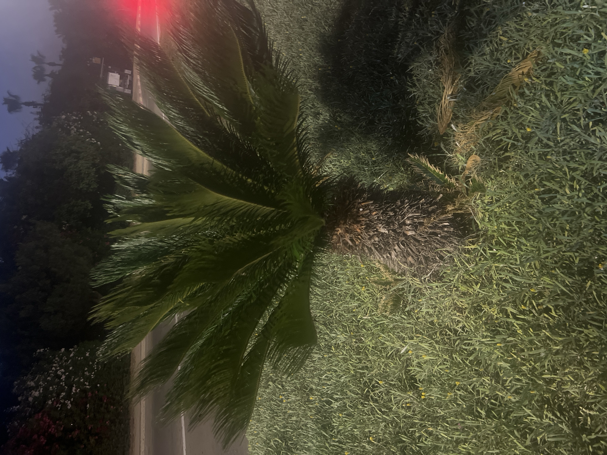 A sago palm plant stands in a grassy area at night. The plant has a thick, scaly trunk and large, green fronds fanning outwards. Some dead fronds lie on the ground to the right of the plant. The grassy area is covered in small, yellow wildflowers. In the background, a road is visible with a white line marking the lane. Beyond the road, trees and bushes form a dark backdrop. Further in the distance, palm trees and a small white vehicle are present, and a red light is illuminated on the right side of the frame. The scene appears to be located in the city of Hof HaCarmel Regional Council, Israel.