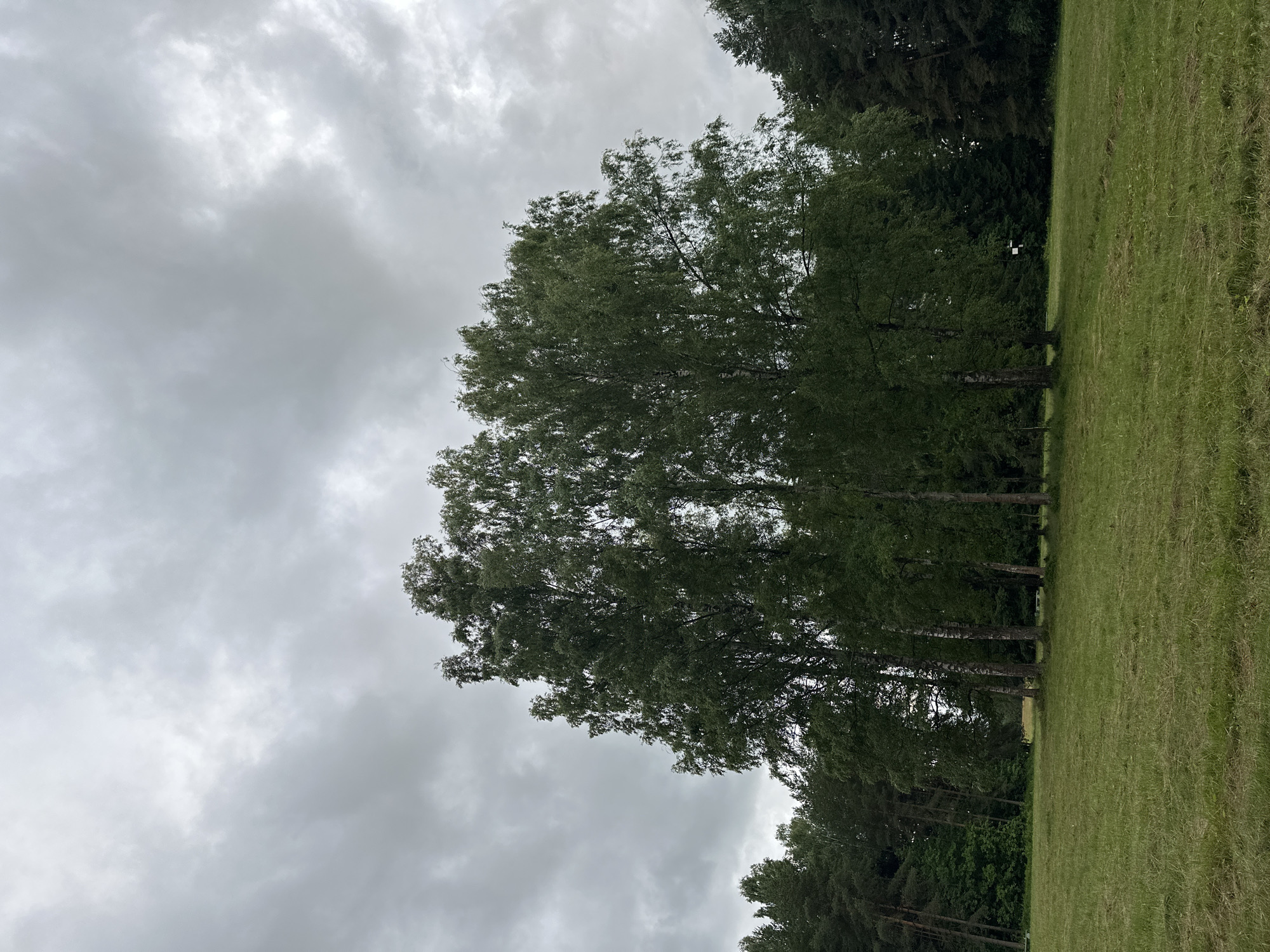 An overcast, cloudy sky looms over a grassy field in Tyarlevo, Russia. A cluster of tall, deciduous trees, likely birch trees, stands in the center of the frame, their green foliage dense and lush. To the left and right of this central group, darker, coniferous trees form a dense forest line. The foreground is a mown grassy field, appearing slightly uneven and textured. In the distance, between the trees, the landscape recedes, suggesting more open space or a path. There are no people or animals visible in the scene.