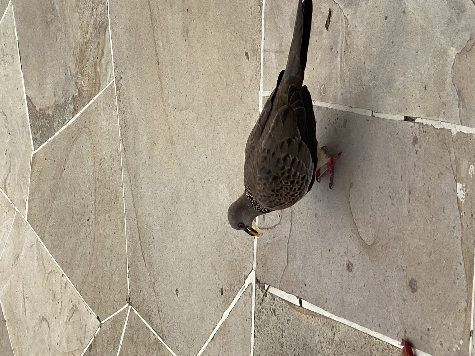 A spotted dove is on a stone patio in Kuta Selatan, Indonesia. The dove is facing left and has a piece of food in its beak. The patio is made of large, irregularly shaped stone tiles with white grout lines. The lighting suggests it is daytime.