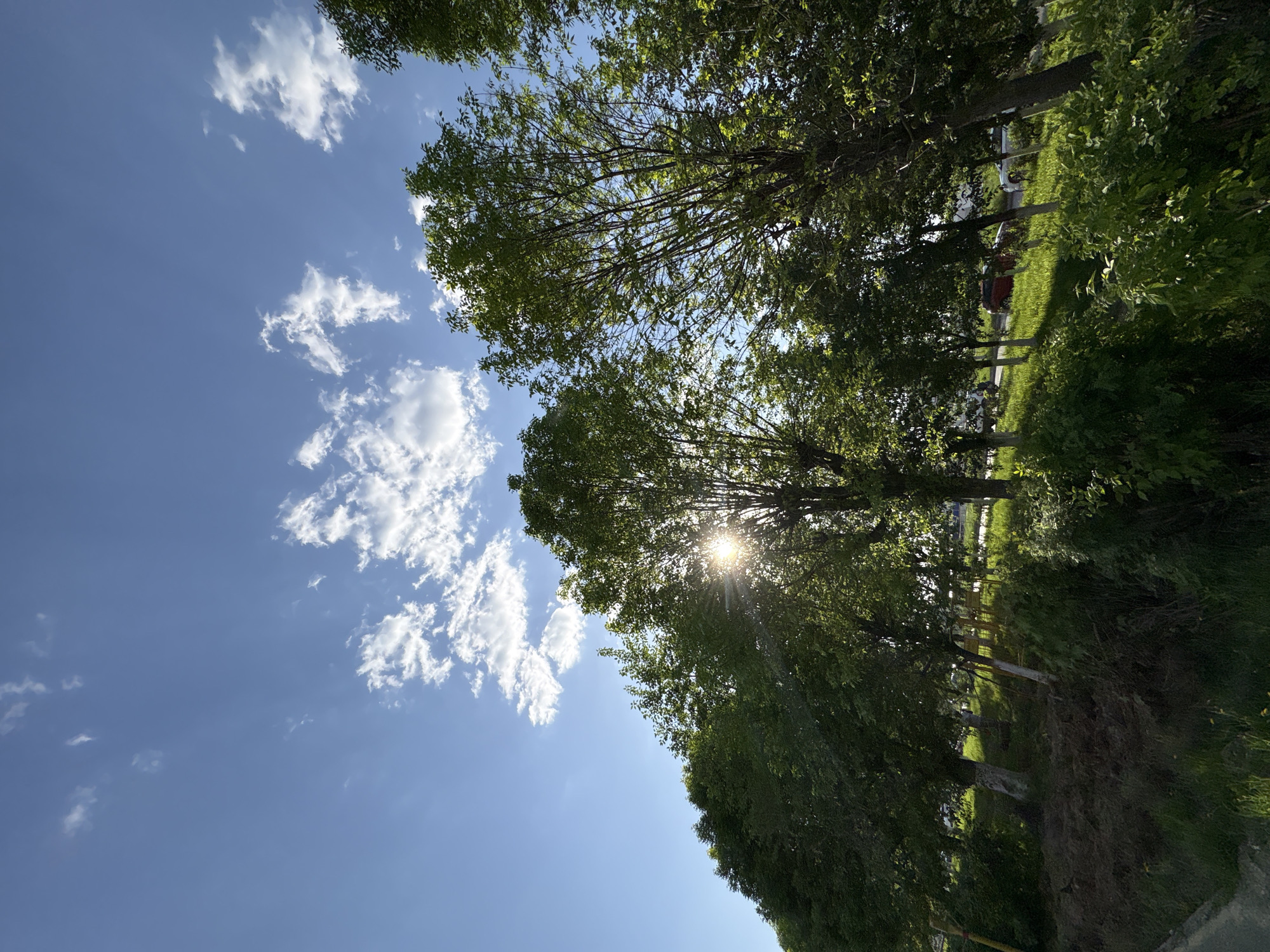 The image presents a view looking upwards through trees toward a blue sky with scattered clouds. Sunlight is visible filtering through the foliage. In the background, a road is partially visible along with some parked cars. The scene is consistent with a park or tree-lined street. The photo was taken in the city of Izhevsk, Russia. There are no people visible in the image.