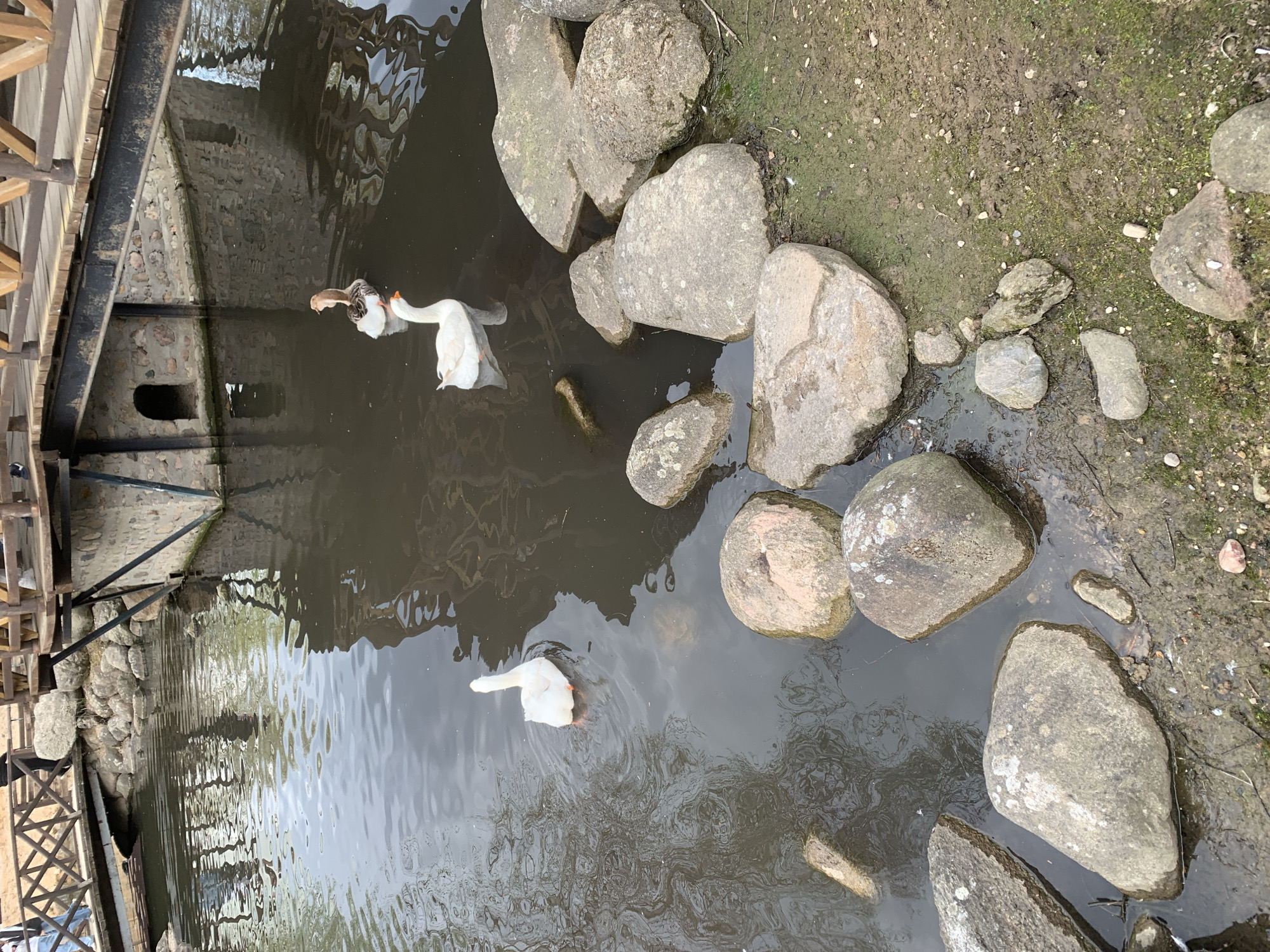 The image depicts a pond or small body of water in Капцёўскі сельскі Савет, Belarus. A pair of geese are visible in the water, one predominantly white with an orange beak, and the other exhibiting mottled brown and white plumage, also with an orange beak. The geese appear to be swimming or foraging in the water.
The pond is bordered by a collection of medium to large-sized rocks along its edge, transitioning into a patch of bare earth or mud interspersed with some vegetation. On one side of the pond is what appears to be a wooden structure or bridge, alongside a stone wall or building with possible architectural details like openings or windows. The water surface reflects the surrounding environment, creating a somewhat murky appearance.
