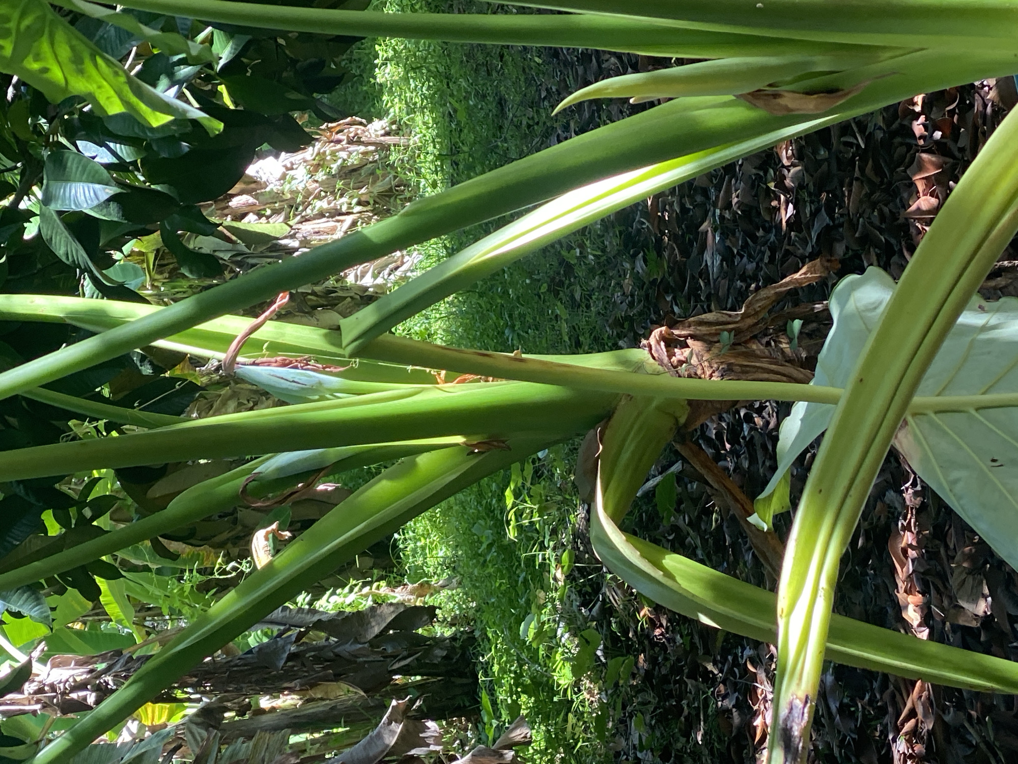The image captures a tropical scene, likely within the Baan Kai area of Thailand, characterized by dense vegetation. Dominating the foreground are large, green stems and leaves of what appears to be a taro or similar broad-leafed plant. The ground is covered with a mix of dried leaves and exposed soil. In the midground, there's a patch of green foliage, suggesting ground cover or smaller plants. The background is blurred, but suggests more dense vegetation and possibly other plants similar to those in the foreground. The overall impression is of a lush, somewhat overgrown tropical garden or agricultural setting. There is no indication of human presence or activity.