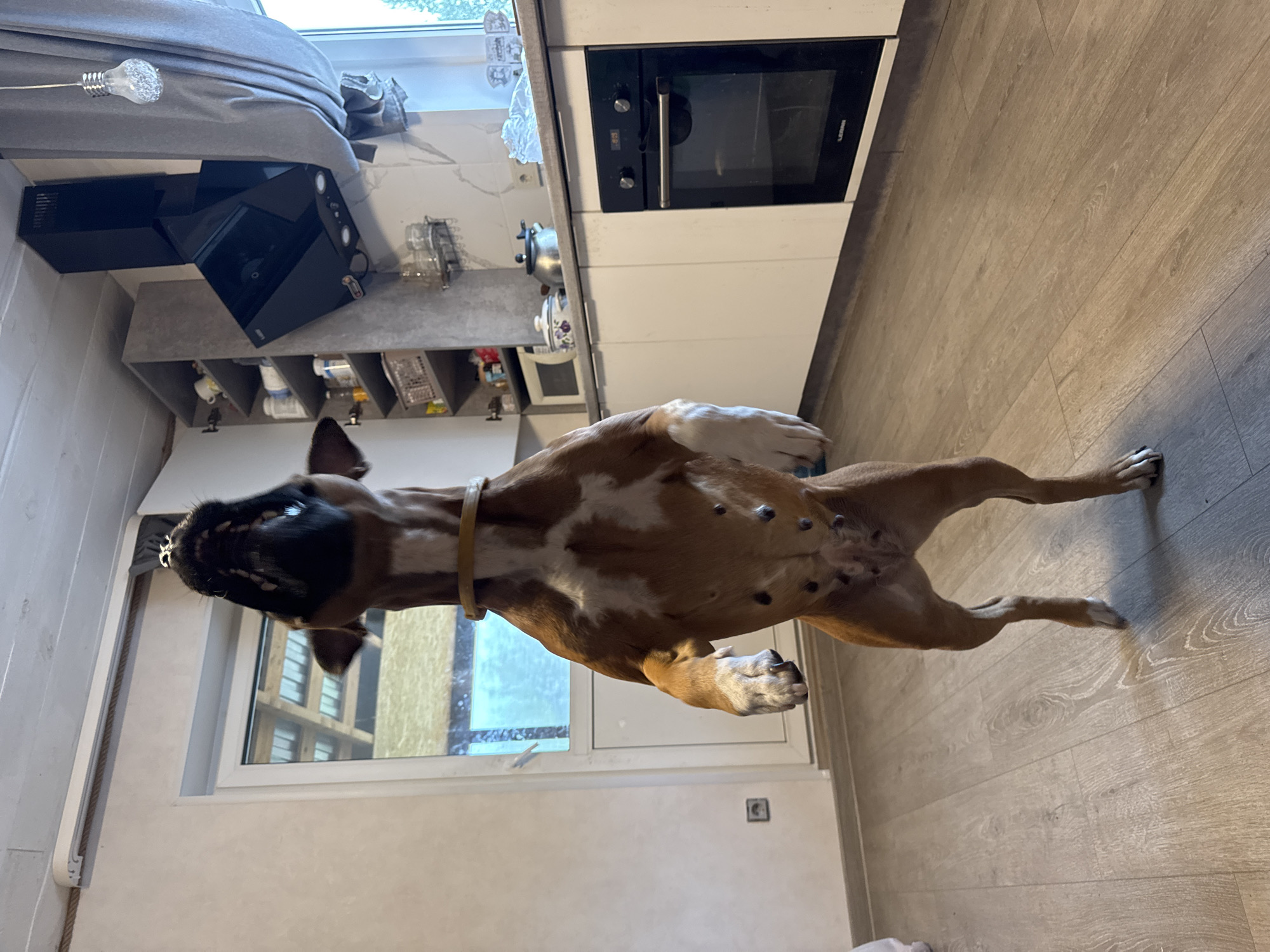 The image shows an interior space, likely an apartment, with a Boxer dog lying on its back on a wooden floor. The dog is brown and white, with a collar. Behind the dog are kitchen appliances, including an oven and a countertop. A window is visible to the left, offering a glimpse of a building across the street. Based on the prompt mentioning Chaikovsky, Russia, it can be inferred that the location is likely in that city. There is no additional information in the image to verify.