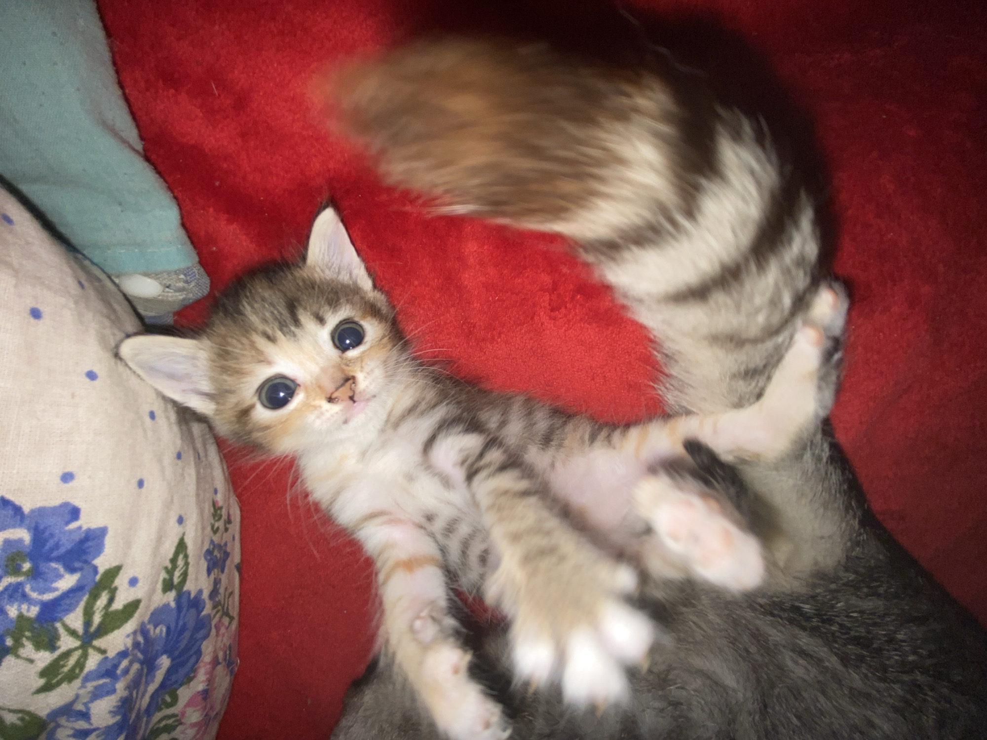 A very young kitten, appearing to be a few weeks old, is lying on its back on a red blanket. The kitten has tabby markings, with stripes of brown and grey on its fur. Its eyes are large and round, and appear to be blue or grey. Its paws are white with pink pads, and its tail is bushy and striped. The kitten's mouth is slightly open, and it appears to be looking towards the camera. The background consists of a floral-patterned pillow and a turquoise fabric. This image was captured in the city of Nova Praha, Ukraine.