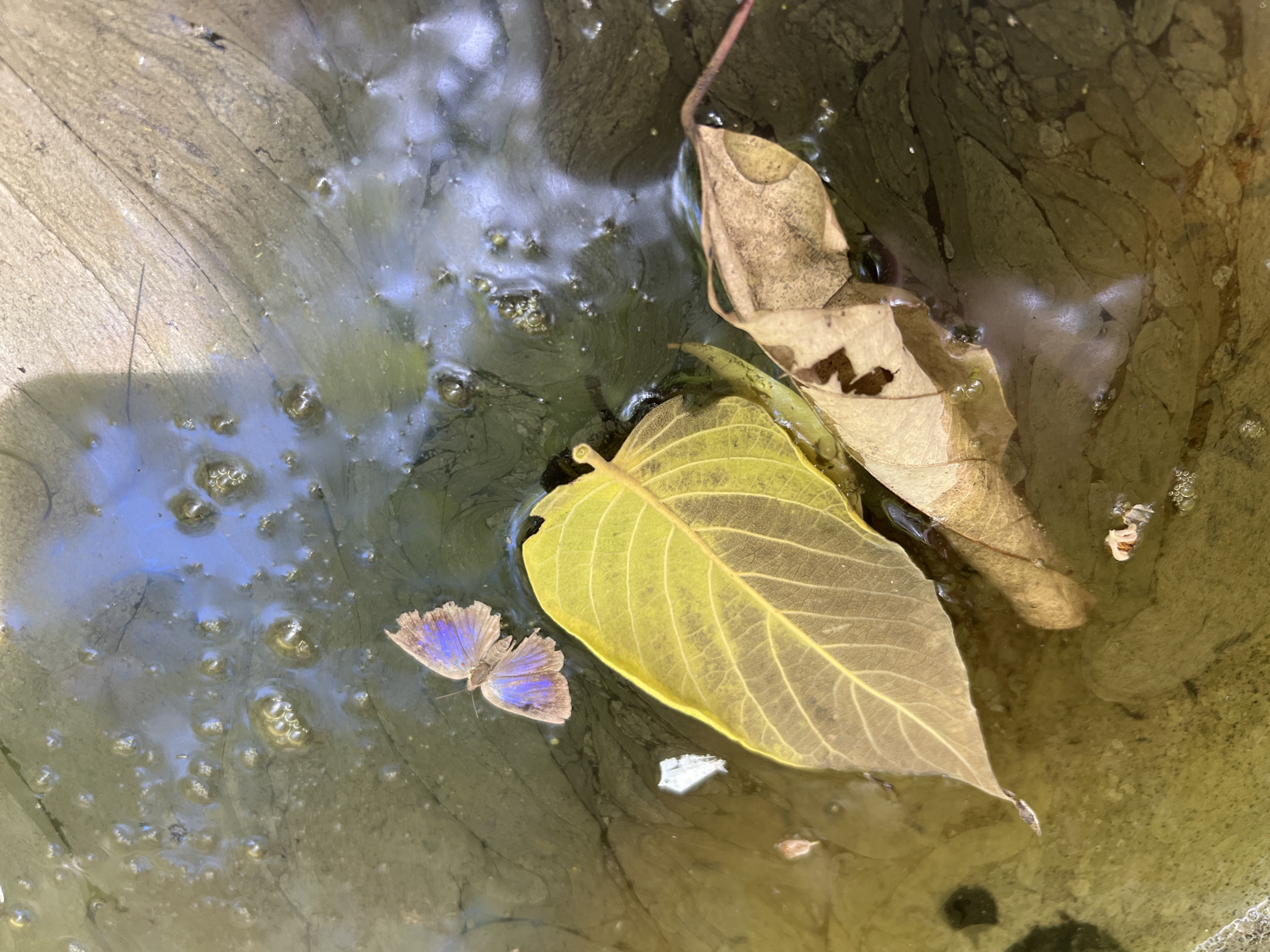 A butterfly with iridescent blue wings rests on the surface of murky water, its body partially submerged. Two fallen leaves, one vibrant yellow and the other a dried brown, float nearby. The water is covered in a thin layer of algae, with small bubbles scattered across its surface. The scene is illuminated by natural light, creating reflections of the sky and surrounding objects on the water. The image appears to be taken in Baan Nok Sai, Thailand, a rural area known for its natural beauty and tranquil atmosphere.