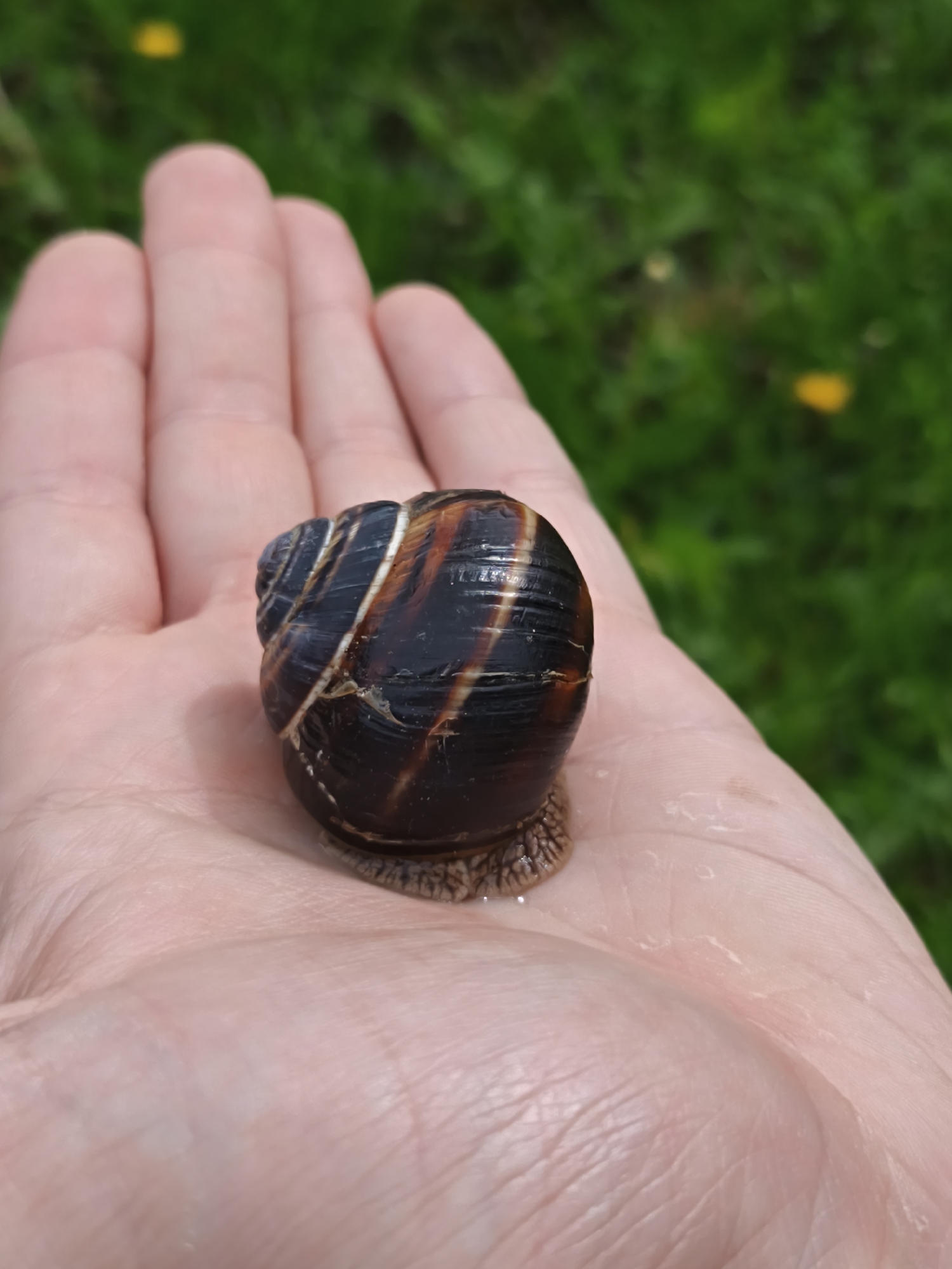 A large snail is resting in the palm of a human hand. The snail has a dark brown shell with lighter brown and cream-colored markings. The skin of the hand is pinkish with visible skin texture and lines. The background is a blurry green, suggesting grass or other vegetation. It is impossible to verify the location of this photo in Goryachiy Klyuch, Russia.