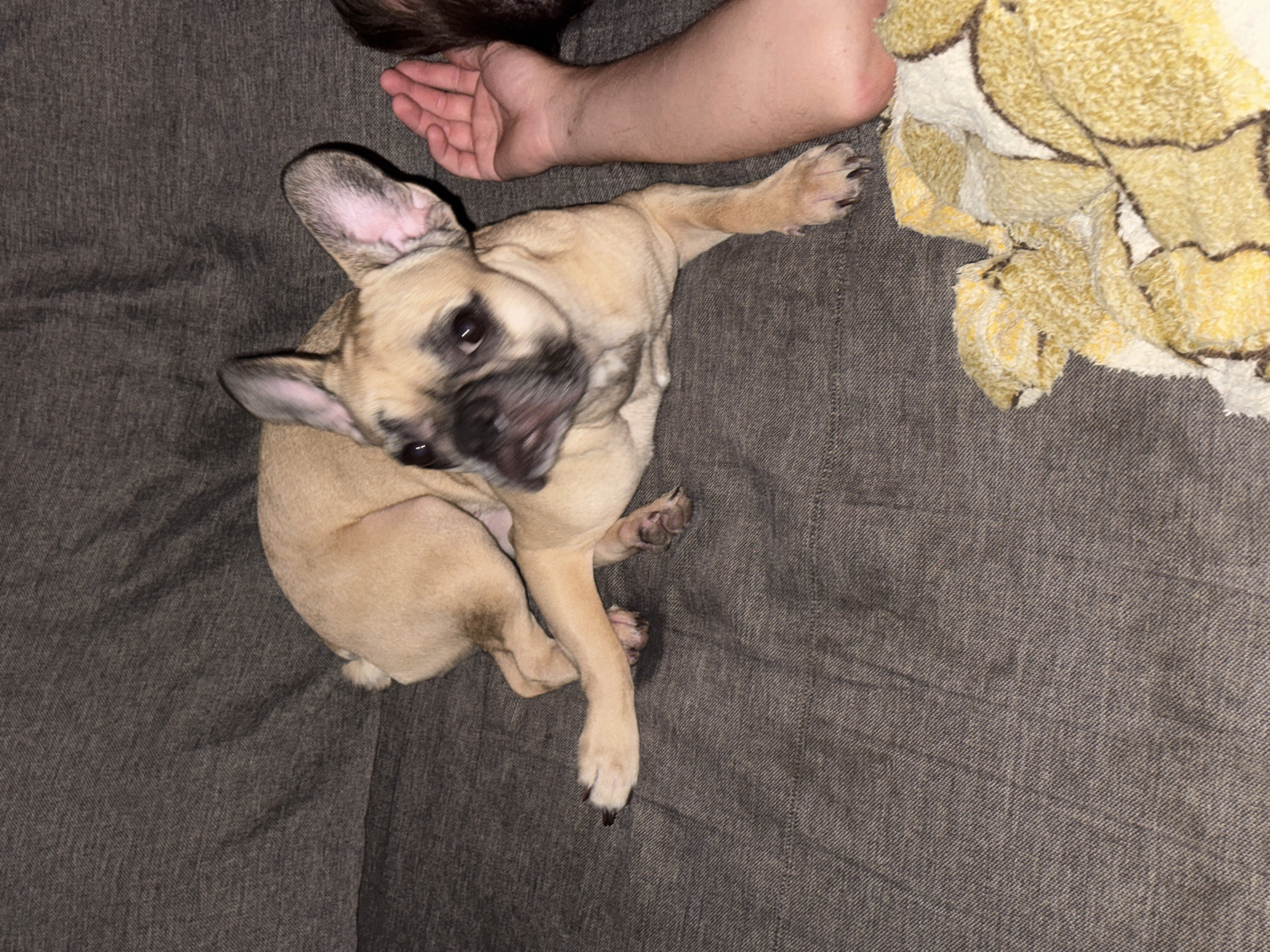 A tan French bulldog is lying on a dark grey couch, with its body curved and its front legs extended. The dog's ears are perked up and its head is turned towards the viewer. To the right of the dog, a person's arm and hand are visible, resting on the couch. The hand is open, palm up, with fingers slightly curled. A yellow and white patterned blanket is visible in the lower right corner of the image, partially obscuring the couch. The background is a dark grey textured fabric, consistent with upholstery. The lighting appears to be dim, suggesting an indoor setting. The location is not specified in the image, but the request mentions Mikhaylovsk, Russia.