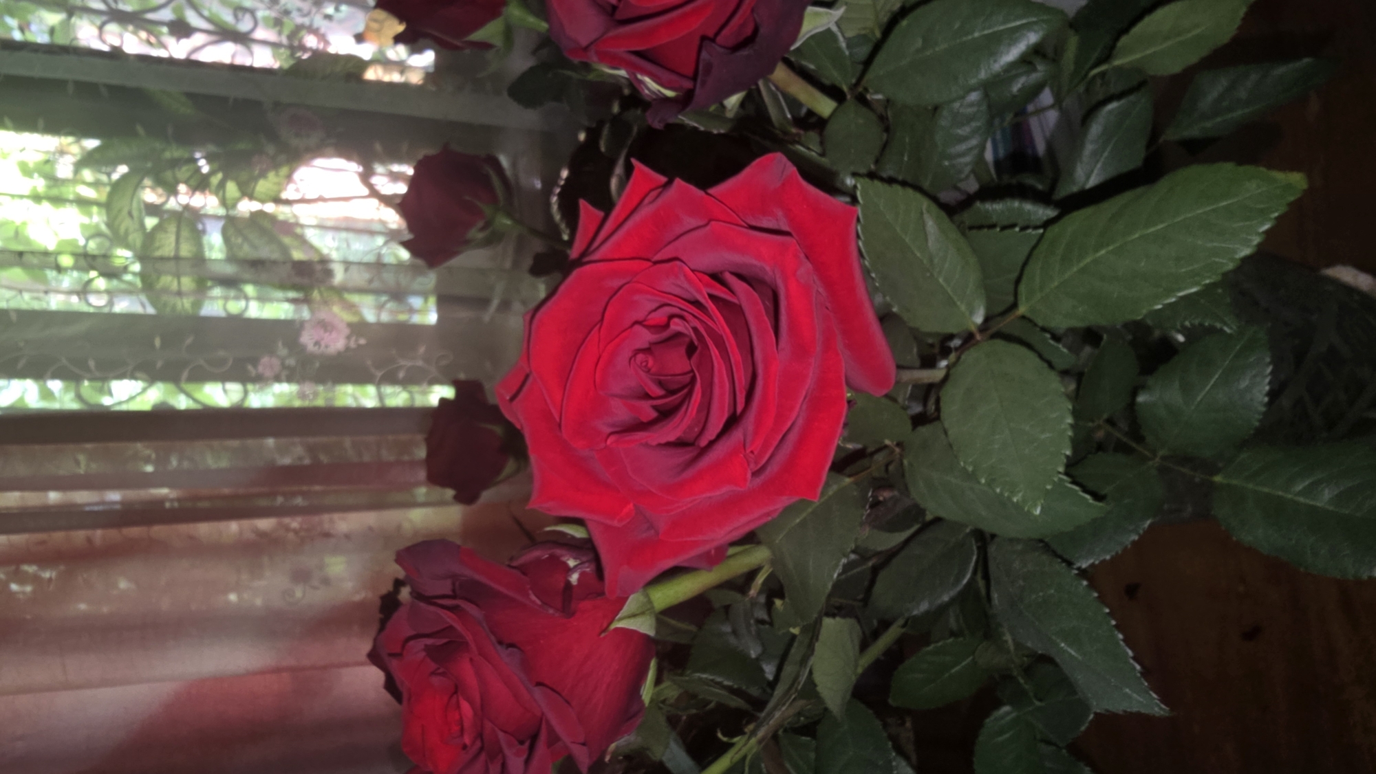 A close-up, eye-level shot captures a bouquet of deep red roses and their dark green foliage. The roses are in various stages of bloom, with the most prominent one in the center showcasing intricate, velvety petals. The bouquet is arranged in a dark vase, partially visible at the bottom.
Behind the flowers, a sheer curtain with a subtle floral pattern is drawn, allowing diffused light from a window to filter through. The window itself appears to be barred, suggesting a secure or historic setting. Outside the window, glimpses of lush green foliage are visible, indicating an outdoor environment. The lighting suggests an indoor setting, likely a room within a residential property in Il'inskiy, Russia. The overall impression is one of natural beauty and domestic tranquility.