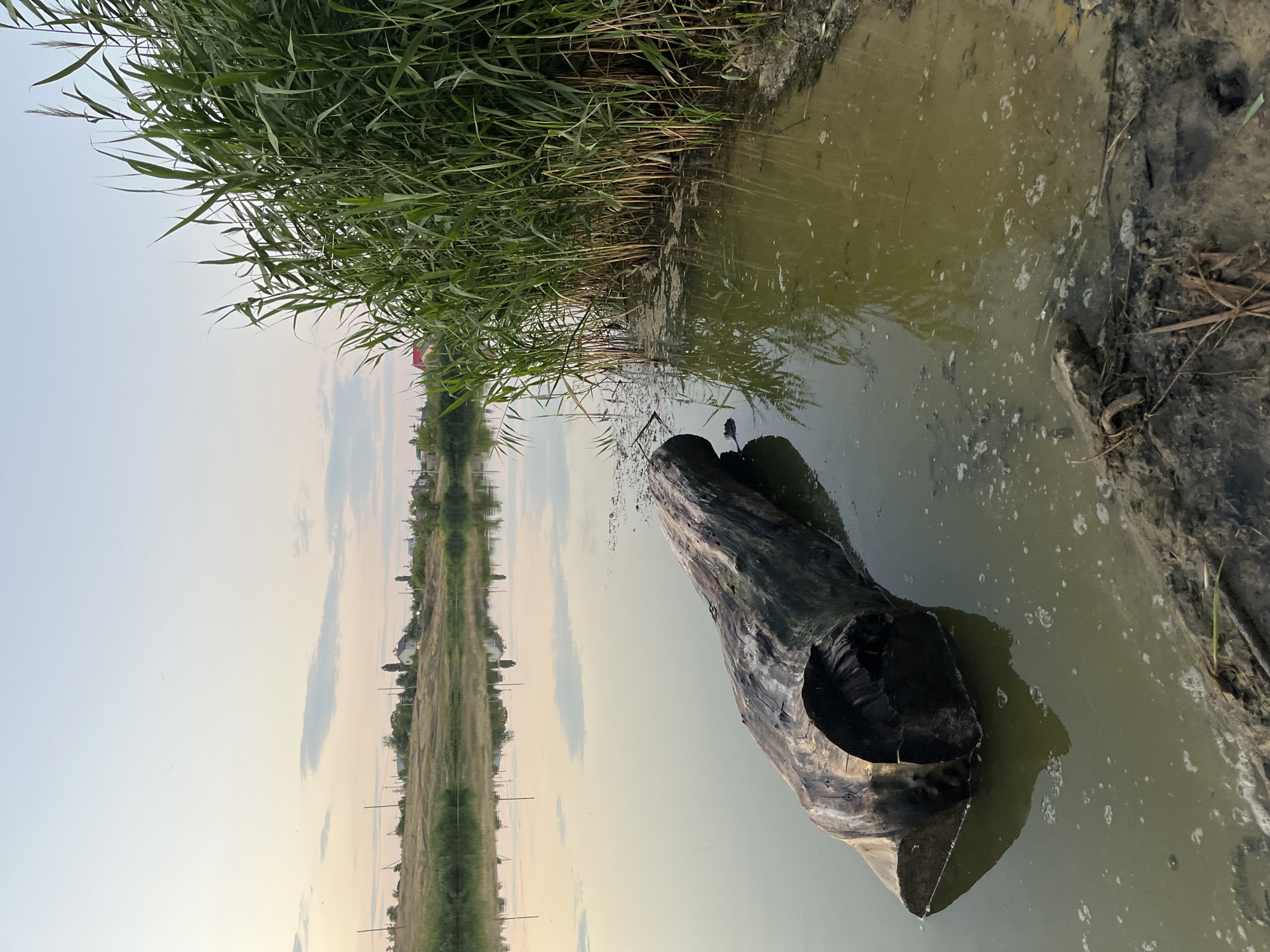 The image depicts a tranquil natural scene, likely a body of water in Sokolovyi, Russia, characterized by a log floating in calm water. The log, weathered and dark, rests partially submerged, its texture rough and worn. Along the right bank, tall green reeds stand densely, their slender stalks reaching towards the sky, creating a natural border. The water itself is a murky green, reflecting the overcast sky and the surrounding vegetation. In the distance, across the water, a gentle, grassy hillside is visible, dotted with scattered houses and utility poles, indicating a human presence on the outskirts of the settlement. The sky above is a pale, hazy blue, with soft, elongated clouds adding a touch of subtle color. The overall impression is one of quietude and natural beauty, with the log serving as a focal point against the serene backdrop.