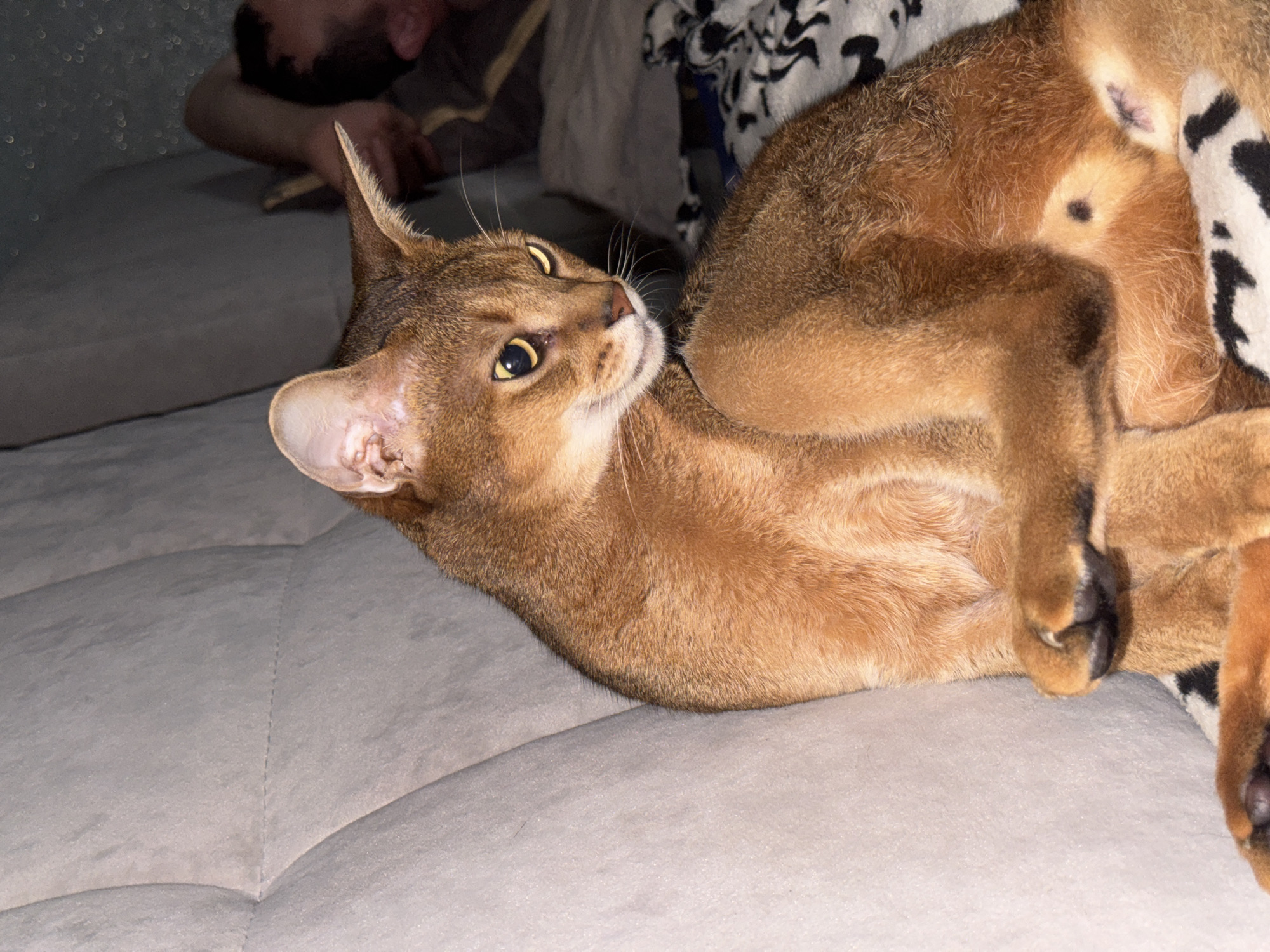 A ginger cat sits on a textured, light gray couch, its front paws crossed. The cat's head is turned to the right, and its yellow eyes are narrowed. In the background, a person is lying down on a bed covered with a black and white patterned blanket. The scene appears to be indoors. The image is not from Noviy, Russia.