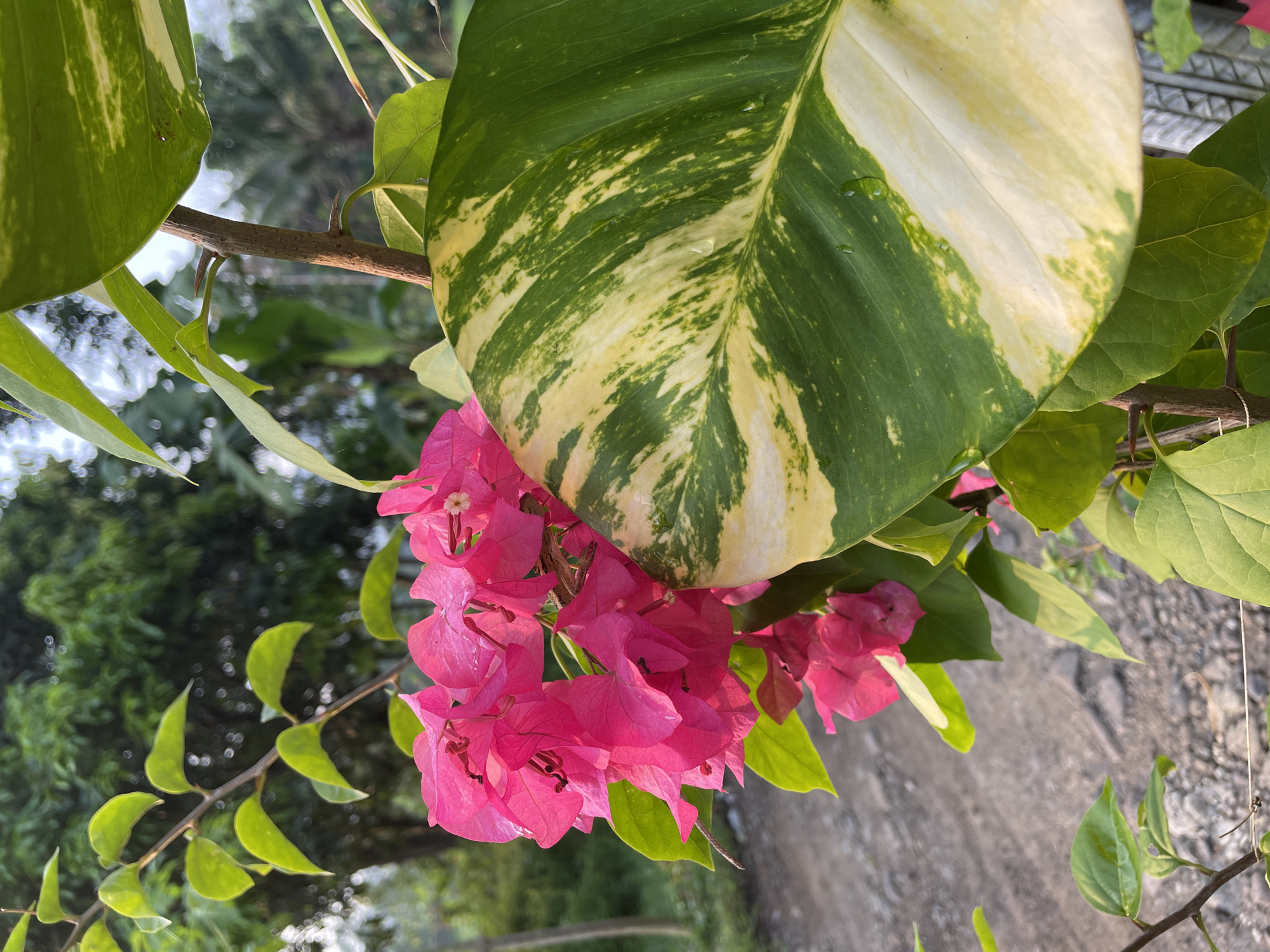 A close-up shot depicts a cluster of bright pink bougainvillea flowers positioned beneath a large, variegated leaf. The leaf is green with creamy yellow sections. The flowers appear to be thriving, their vivid pink hue contrasting against the green and yellow of the foliage. The shot is taken outdoors.