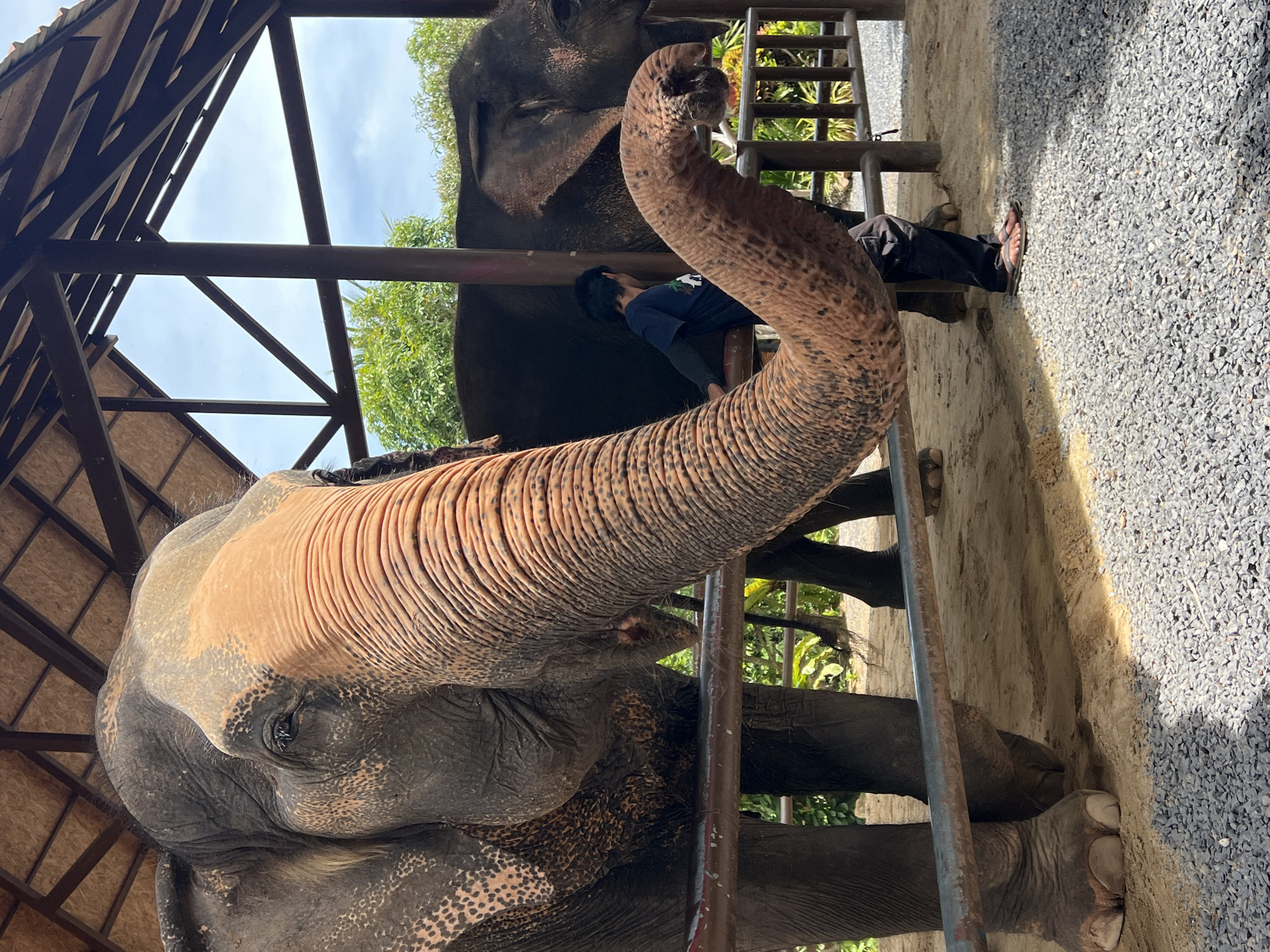 In Baan Thurian, Thailand, an elephant enclosure features two Asian elephants and a young person. The foreground is dominated by the head and trunk of one elephant, its wrinkled skin and textured skin clearly visible. The elephant's trunk extends downwards, nearly touching the gravelly ground. Behind this elephant, another elephant stands partially obscured. A young person wearing a dark t-shirt and black pants stands between the two elephants, their back to the camera, with their left hand resting on a metal railing. The enclosure is covered by a thatched roof supported by wooden beams, and the background shows lush green foliage under a cloudy sky. The ground inside the enclosure is sandy, transitioning to gravel in the foreground.