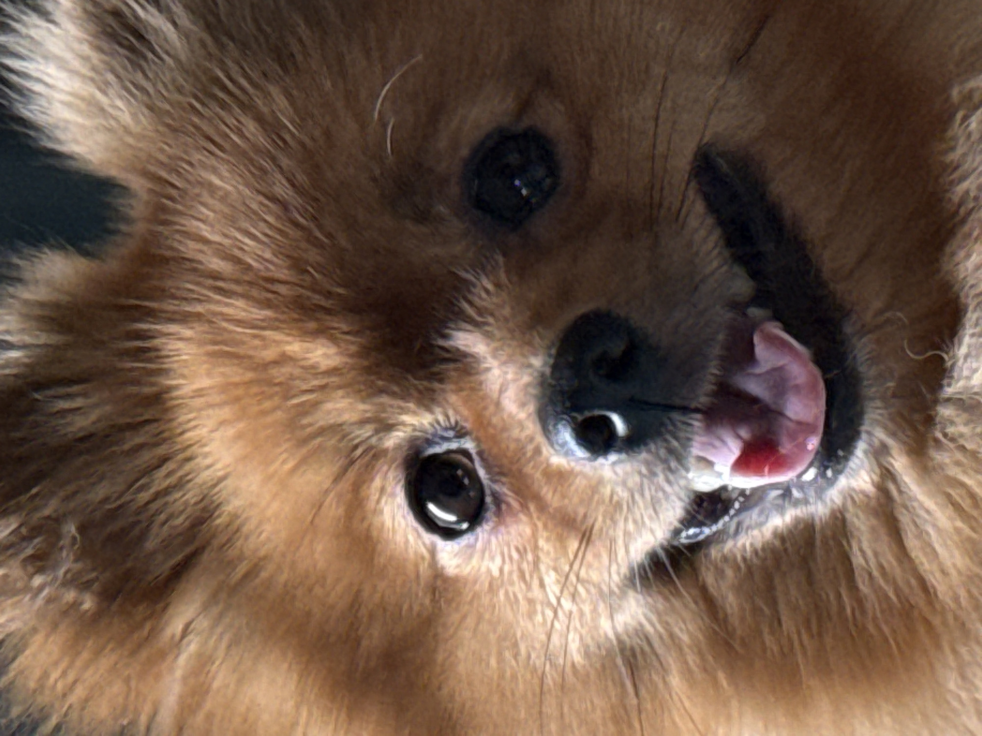 The image is a close-up, headshot of a Pomeranian dog. The dog has thick, fluffy, light brown fur. Its eyes are dark and round, and its mouth is open, revealing a pink tongue. The dog's nose is black and wet. The background is dark and out of focus. There is no information in the image to suggest a location in Khimki, Russia.