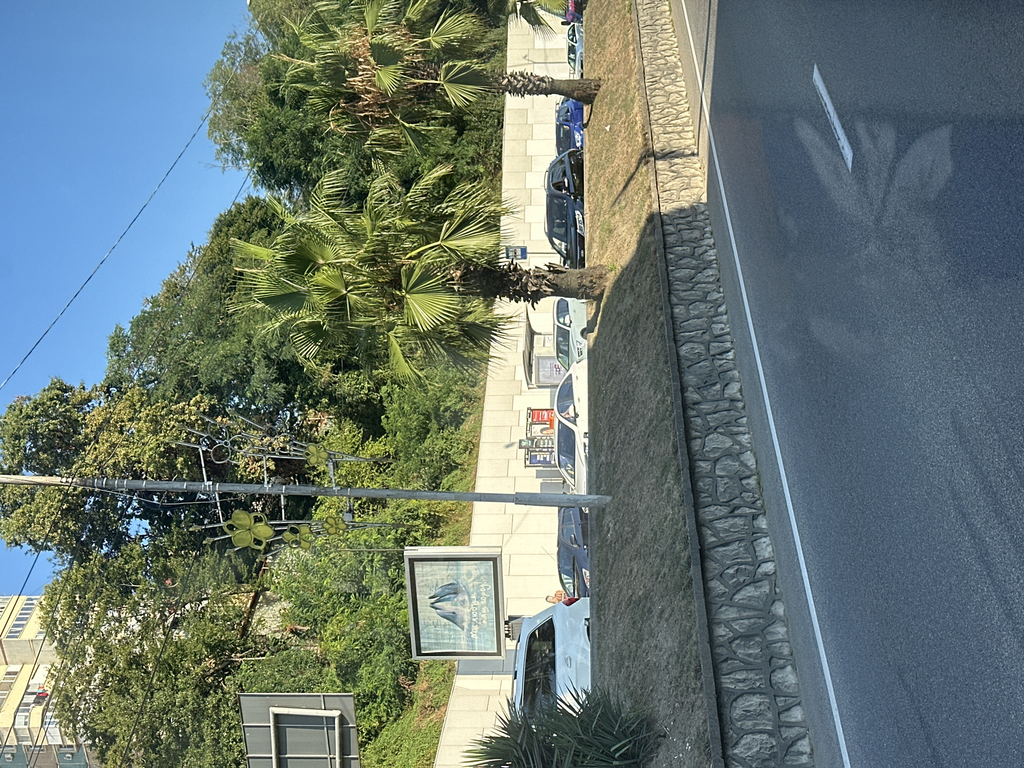 This is a daytime, eye-level shot of a street in Sochi, Russia, on a clear day. The scene is dominated by lush green foliage, including palm trees and dense trees lining a steep embankment. The embankment is partially retained by a textured stone wall. A paved road runs horizontally across the foreground, with a white lane marker visible.
Parked cars are visible along the side of the road, and some are in motion. A billboard with an image of two dolphins and text is mounted on a wall behind the cars. A traffic light signal is mounted on a pole to the right of the billboard, and decorative metalwork resembling flowers is attached to the same pole. In the background, a multi-story building with light-colored facades and visible balconies is situated on the top of the embankment. The sky is clear blue.