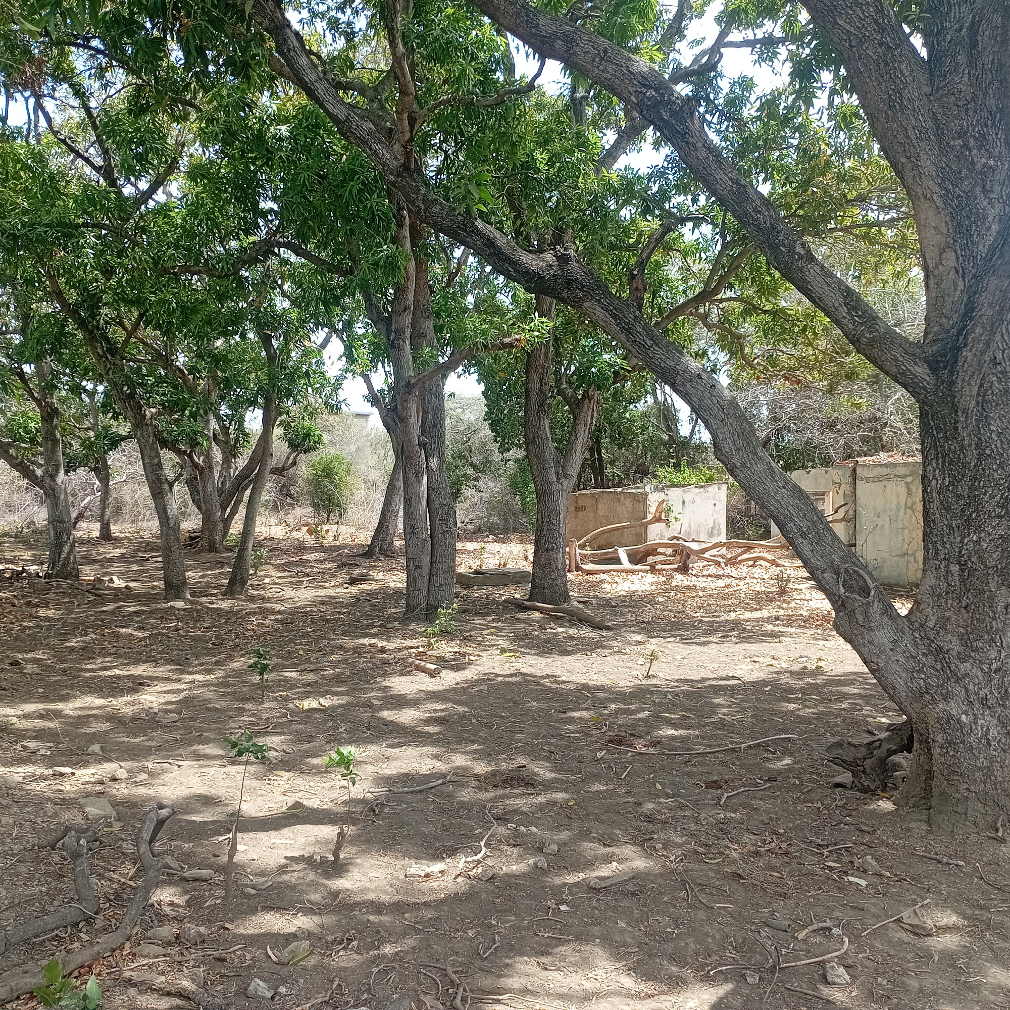 The image shows a grove of trees with green leaves and gray trunks, casting shadows on the ground. The ground is dry and covered with leaves, twigs, and exposed roots. In the background, there are the partial remains of an aged, white concrete structure of unknown function, possibly a building. The location is Unknown, Unknown. There are no people visible.