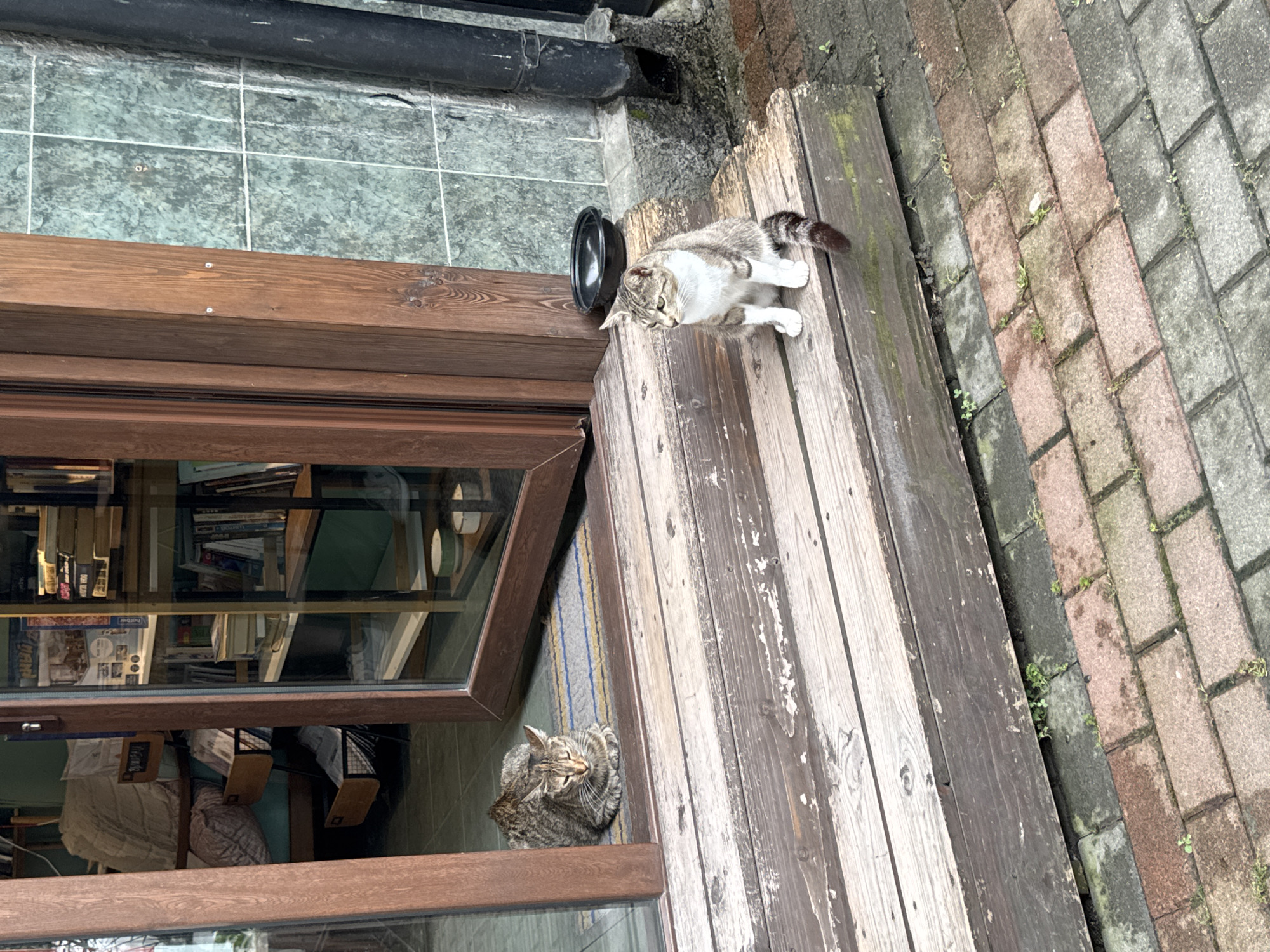 The image shows two domestic cats sitting on a wooden outdoor staircase in front of a store. The store appears to be a bookstore or cafe, with shelves stocked with books visible through a glass door. The staircase is weathered and worn, with peeling paint. The ground is paved with brick. A black plastic bowl is visible on the ground to the right of the stairs. The store is located in Batumi, Georgia. The lighting suggests it is daytime, possibly overcast.