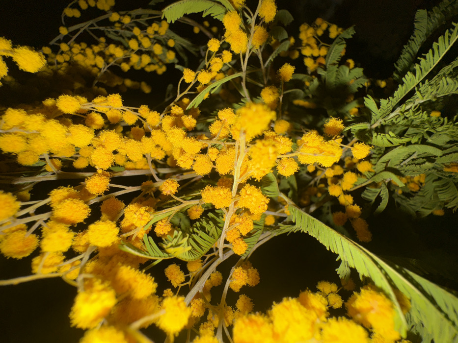 The image displays a close-up perspective of multiple bright yellow Mimosa flowers (Acacia dealbata) densely clustered on slender branches, interspersed with delicate green, pinnate leaves. The spherical flowers exhibit a fluffy texture. The background is uniformly dark, creating a strong contrast and suggesting illumination by an artificial light source or a low-light environment. Foreground elements, particularly the flowers and leaves in the upper left and center, are in sharp focus, while some background elements appear slightly blurred. No people, animals, or man-made objects other than the plant material are visible. The scene is located in Vincennes, France.