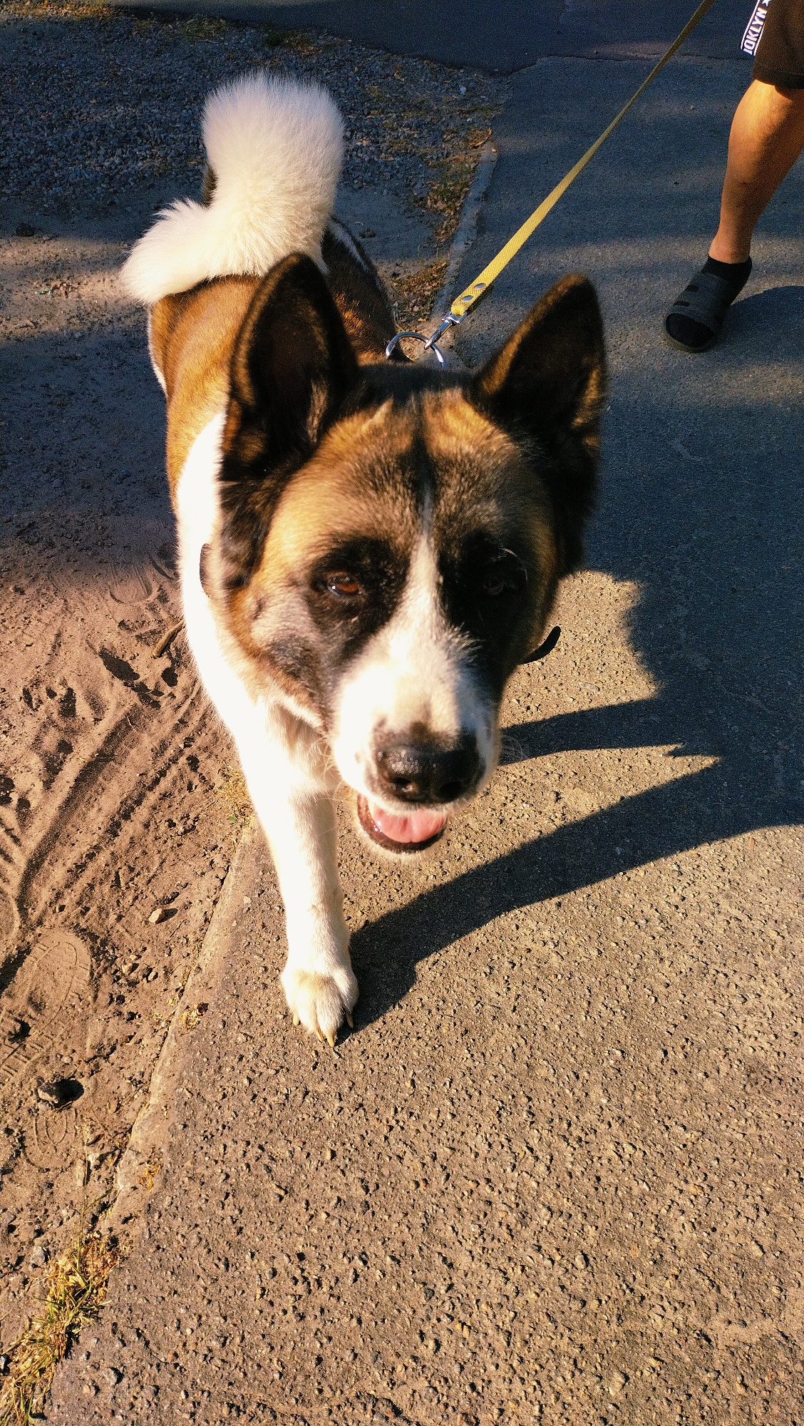 The image shows a medium-sized dog with brown, white, and black fur walking on a paved surface with a sandy strip alongside. The dog has erect ears and a curled tail with white fur. It is leashed and appears to be walking towards the camera, with its mouth slightly open. The sun is casting shadows on the ground, indicating it is either morning or late afternoon. The background is blurred, but appears to be an outdoor urban environment. A person's leg and foot wearing a sandal and socks are visible on the right side of the image, holding the leash. The dog is the primary subject, and its posture and expression suggest it is alert and engaged. The environment appears to be a sidewalk or path, possibly in a park or residential area. The image is taken from a high angle, looking down at the dog. The city of Horishni Plavni, Ukraine, is not visually identifiable within the image.