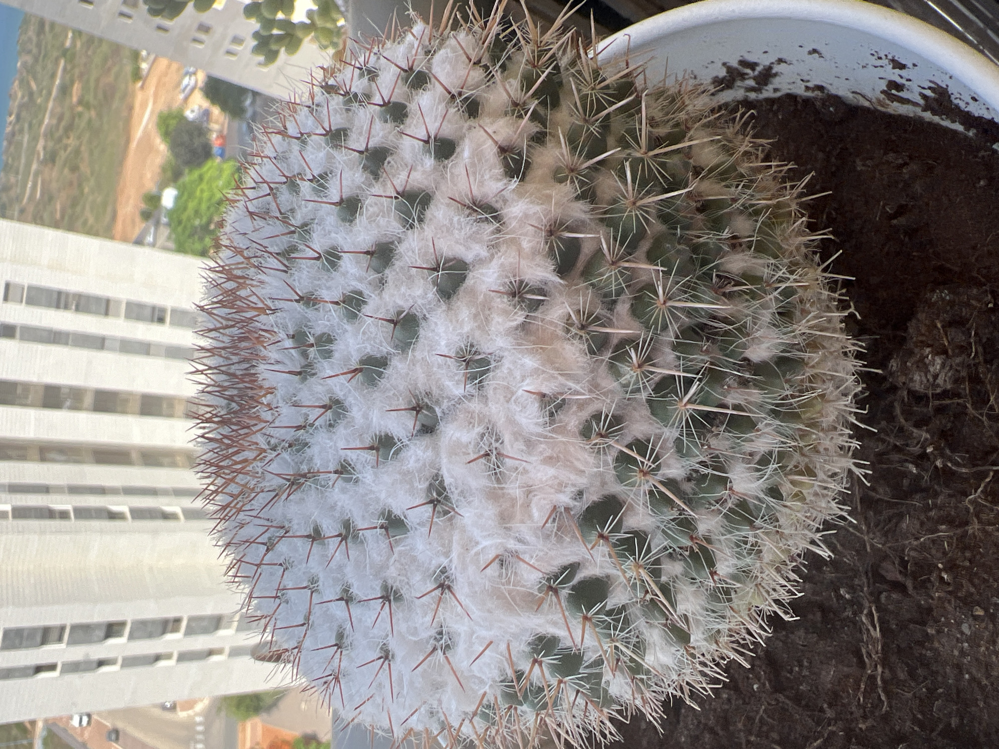 An extreme close-up, high-angle shot captures a spherical, potted cactus with prominent white, cotton-like fuzz and reddish-brown spines. The cactus is situated in a white pot filled with dark soil, which spills slightly over the rim onto a surface that appears to be a balcony or windowsill. In the background, a modern, light-colored apartment building with numerous rectangular windows dominates the scene. The building's facade is textured, suggesting concrete or a similar material. Beyond the apartment building, a hazy urban landscape unfolds, with hints of roads, vehicles, and vegetation. The distant background suggests a coastal environment, possibly the Mediterranean Sea, with a lighter sky. This perspective and the urban setting strongly indicate the location is within the city of Hadera, Israel, likely from an elevated vantage point on a balcony of one of the apartment buildings. There are no people visible in the image.