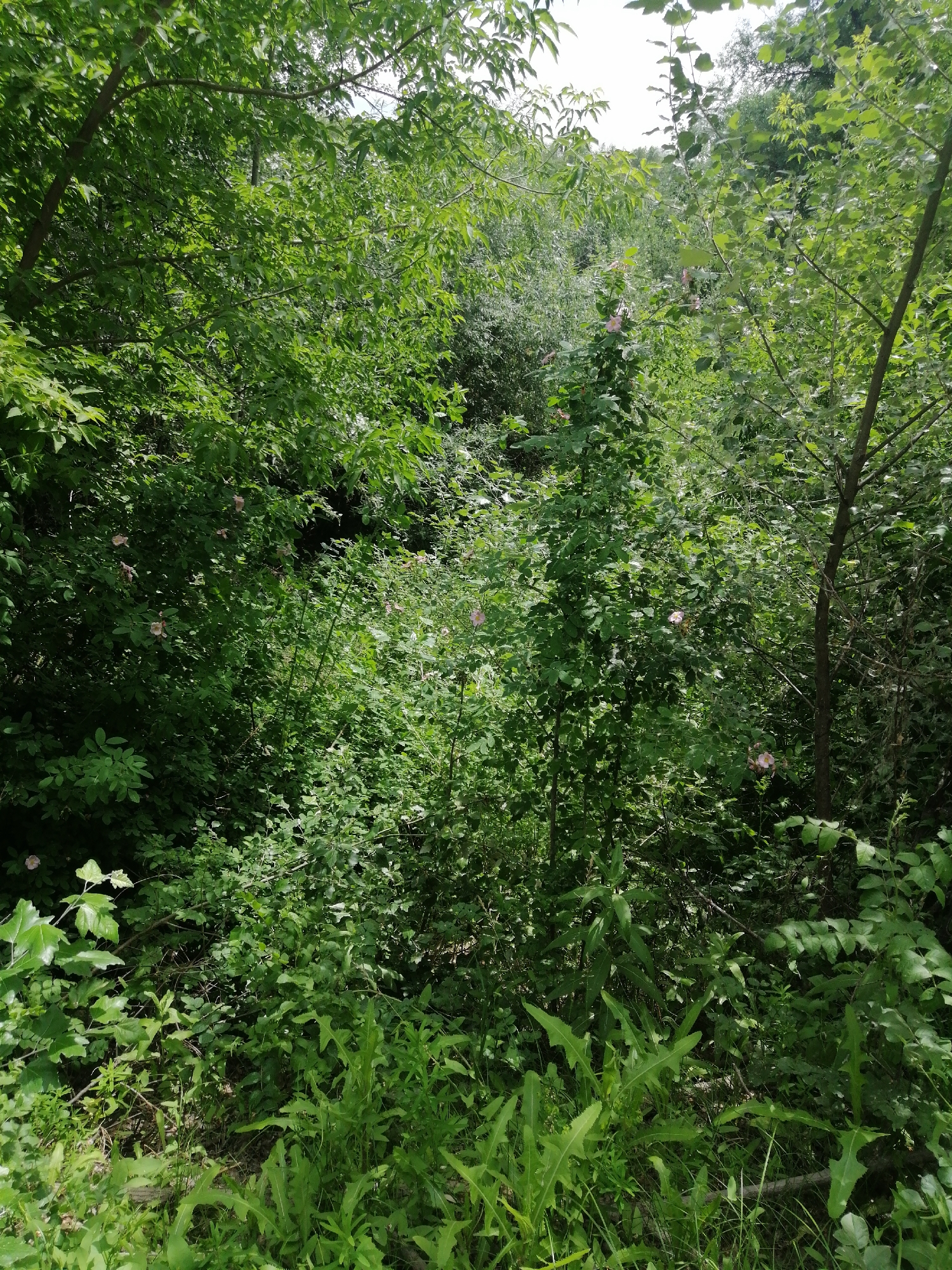 The image depicts a dense, overgrown natural scene, likely a woodland or thicket. The dominant subjects are a variety of green plants, including trees with lush foliage, bushes, and low-lying herbaceous plants, some with serrated leaves. Scattered among the greenery are a few small, pale pink flowers, suggesting a natural blooming period. The scene is illuminated by natural light, indicating it is daytime. The overall impression is one of wild, untamed vegetation, possibly in a secluded or uncultivated area. There are no people or discernible man-made objects, and no text is visible. The environment appears to be a natural setting, consistent with a rural or natural landscape.