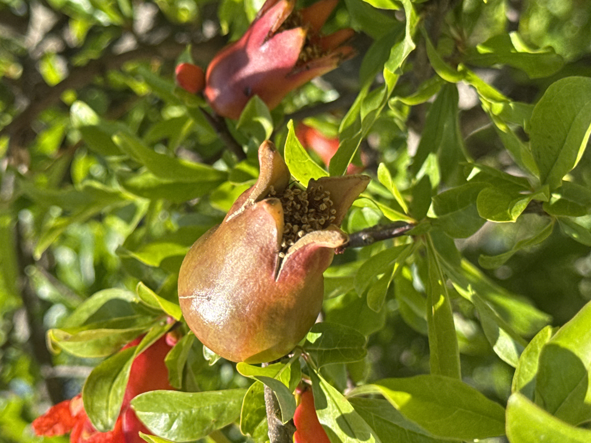 The image shows a close-up of a pomegranate tree with small, unripe pomegranates growing amongst the leaves. The fruit is a reddish-brown color and has a crown-like structure at the top. Some of the fruit has begun to split open, revealing the seeds inside. The leaves of the tree are green and glossy. The photo was taken in Morinj, Montenegro.