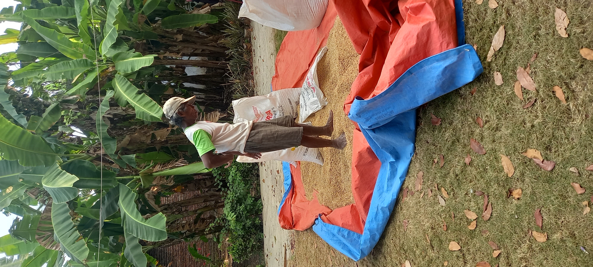 A man wearing a white t-shirt with green sleeves and a light-colored baseball cap stands amidst a pile of grain spread on a tarp. The tarp is orange and blue and is laid out on a grassy area. Two large white sacks are positioned next to the grain. In the background, there are large banana trees and a brick wall. The scene appears to be in Sidamulya, Indonesia.