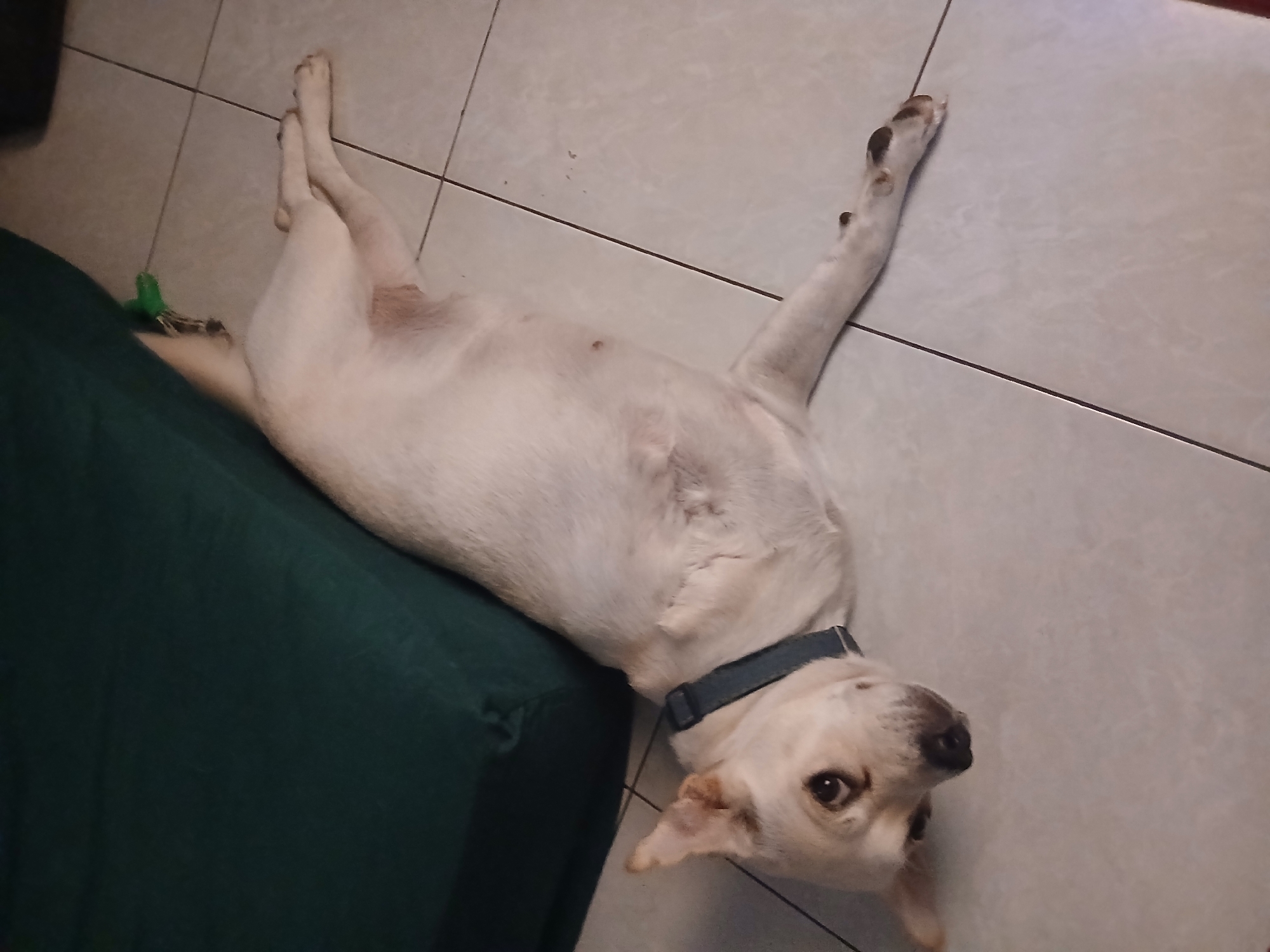 An adult, light-colored dog with a grey collar is lying on its side on a tiled floor. The dog's head is turned towards the viewer, with its left ear perked up and its right ear flopped down. Its eyes are open and looking forward. The dog's body is stretched out, with its hind legs crossed and its front legs extended. A dark green object, possibly a mattress or cushion, is visible in the upper left corner of the image, partially obscuring the dog. A small green object, possibly a toy, is also visible near the dog's hindquarters. The floor is tiled with light-colored square tiles. The scene appears to be indoors.
