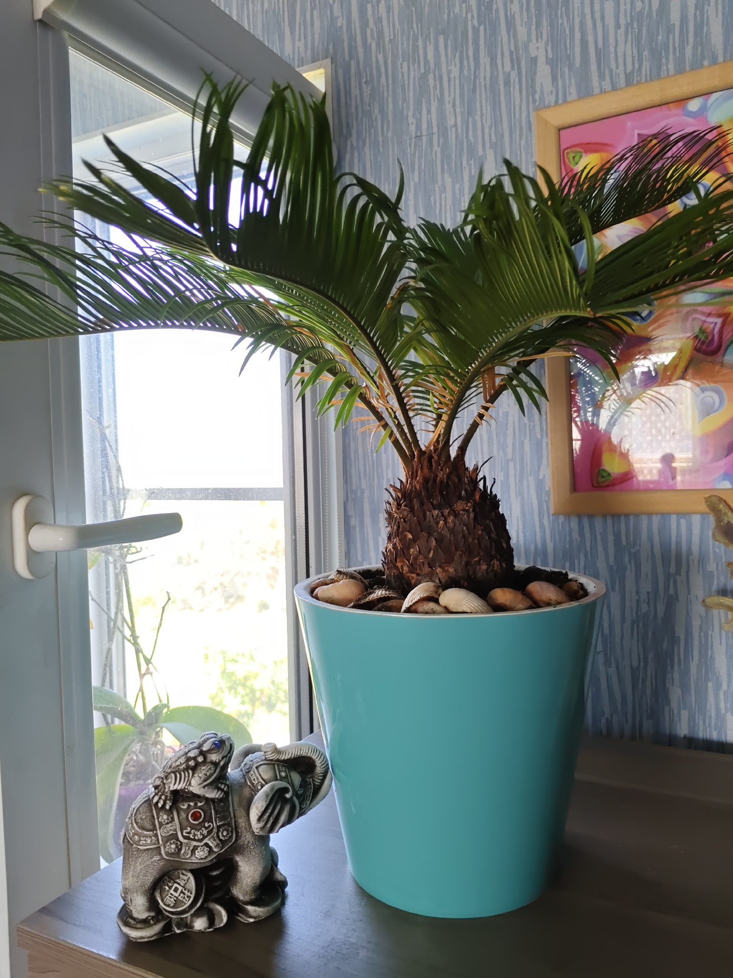 An indoor scene with a potted plant and decorative objects is captured in this medium shot. The plant, a Sago palm with green fronds, is in a bright turquoise pot. The pot is filled with soil and decorative stones. To the left of the plant is a white door handle. In front of the pot, a small, ornate statue of an elephant with a frog on its back sits on a wooden surface. Behind the plant, a wall with a blue, vertical striped pattern is visible, with a framed artwork featuring colorful abstract designs hanging on it. A window with bright daylight shining through is to the left of the plant. The scene appears to be in an indoor residential setting, potentially a living room or dining area, in Rostov-on-Don, Russia. There are no people visible in the image.