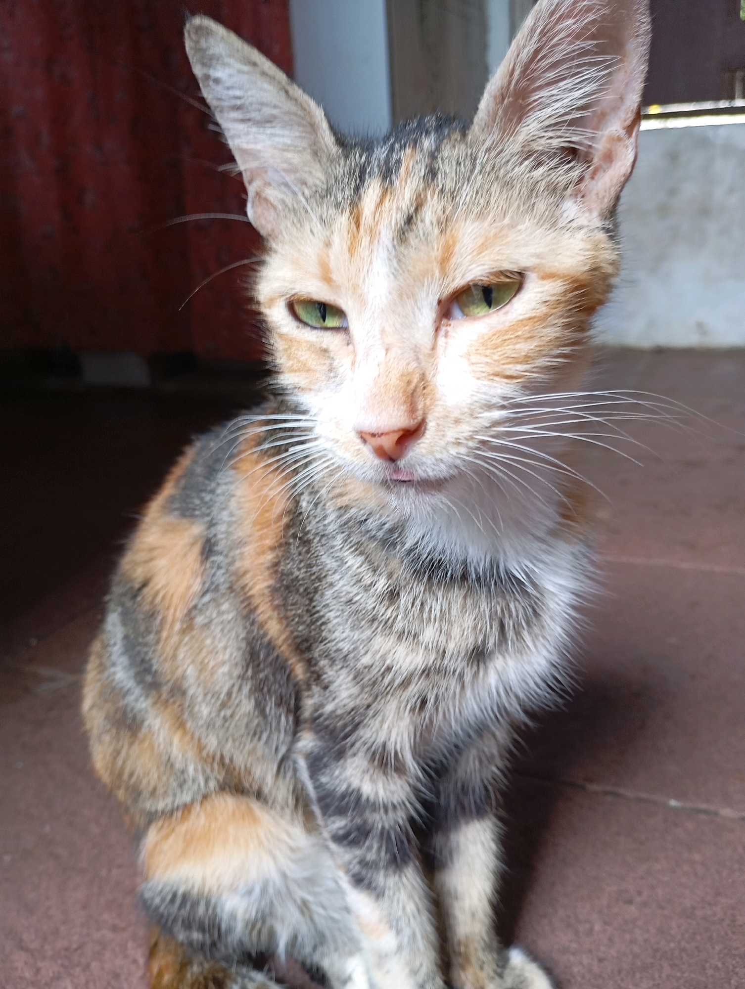 A calico cat with green eyes and a pink nose is sitting on a reddish-brown tiled floor. The cat is looking directly at the camera with its tongue slightly sticking out. Its fur is a mix of orange, black, and white. The background is out of focus, showing a dark reddish wall on the left and a lighter, textured wall on the right. The scene appears to be an outdoor or semi-outdoor area, possibly a porch or courtyard, common in residential areas of Balikpapan, Indonesia.