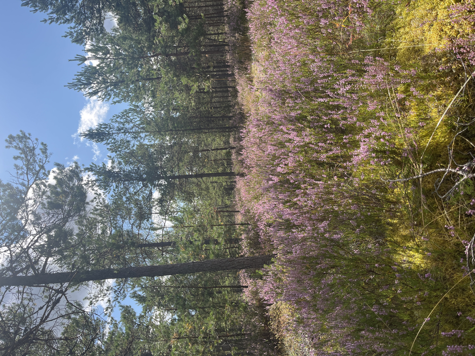 The image depicts a sunlit pine forest clearing in Pillapalu, Estonia, characterized by a dense undergrowth of blooming heather. Tall, slender pine trees with rough bark form a canopy overhead, allowing dappled sunlight to filter through, illuminating patches of vibrant green moss and yellowing vegetation on the forest floor. The ground is carpeted with a profusion of small, purple heather flowers, creating a textured, colorful foreground that stretches towards the trees. The sky above is a clear blue with scattered white clouds, suggesting a pleasant day. The scene conveys a sense of natural tranquility and the beauty of a forest landscape in bloom.