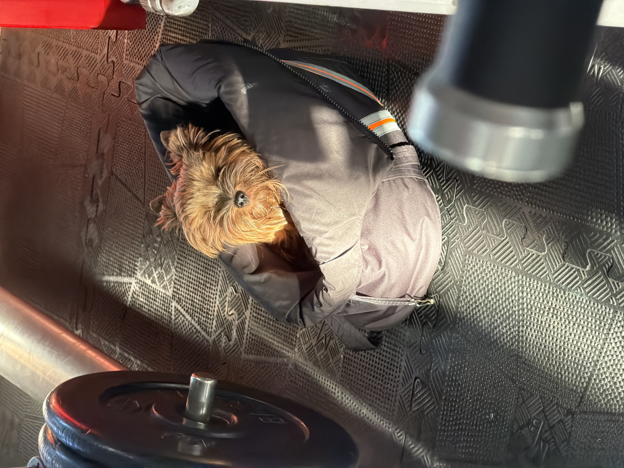 A small brown dog is curled up inside a gray jacket, partially zipped, on a black rubber floor mat. The jacket has an orange and gray stripe detail. A stack of black weight plates is visible in the lower left of the frame, and the base of a piece of gym equipment is visible in the upper right. A red object is partially visible in the upper left. The location is not discernible from the image.