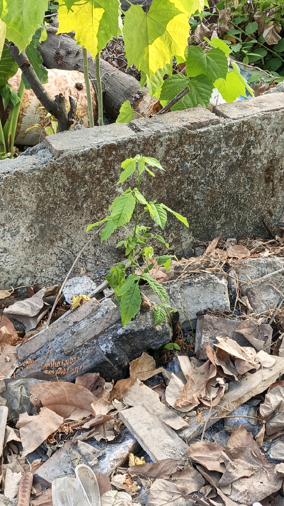 In Cikal, Indonesia, a young green plant with compound leaves is growing in a debris-strewn area. The plant stands approximately 30 centimeters tall and is situated in front of a rough, weathered concrete wall. The ground around the plant is covered with broken concrete pieces, dried brown leaves, and other detritus. In the background, larger green leaves from an unseen plant hang over the concrete wall, and a piece of a rough-barked log is visible behind the young plant. The lighting suggests it is daytime, with sunlight casting shadows and highlighting the textures of the scene.