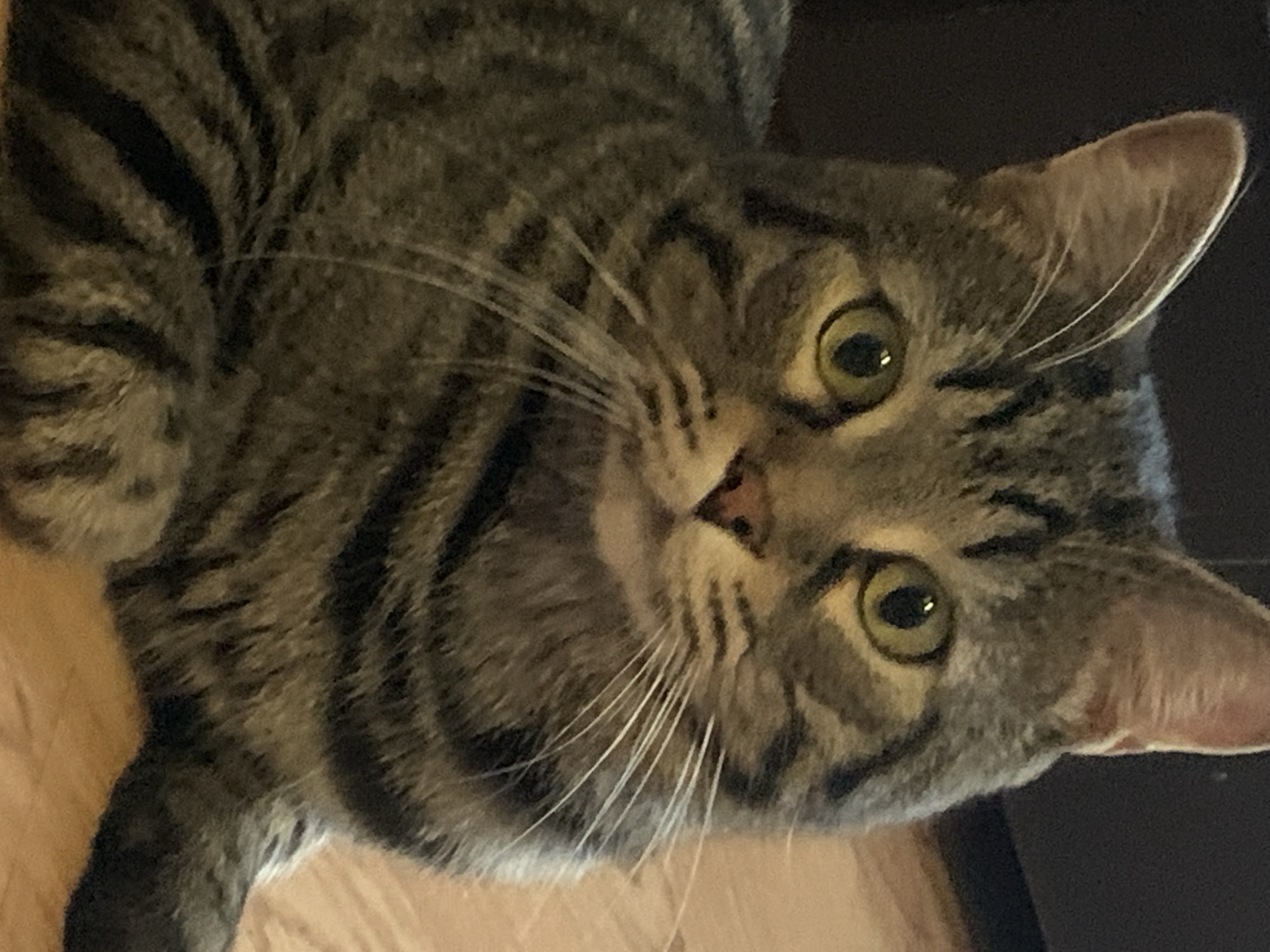 A close-up, slightly tilted, full-body shot shows a tabby cat with green eyes and a pink nose. The cat is facing forward, looking directly at the camera. Its fur is gray and black, with distinct tabby markings. The background is dark and out of focus, with hints of a wooden floor.