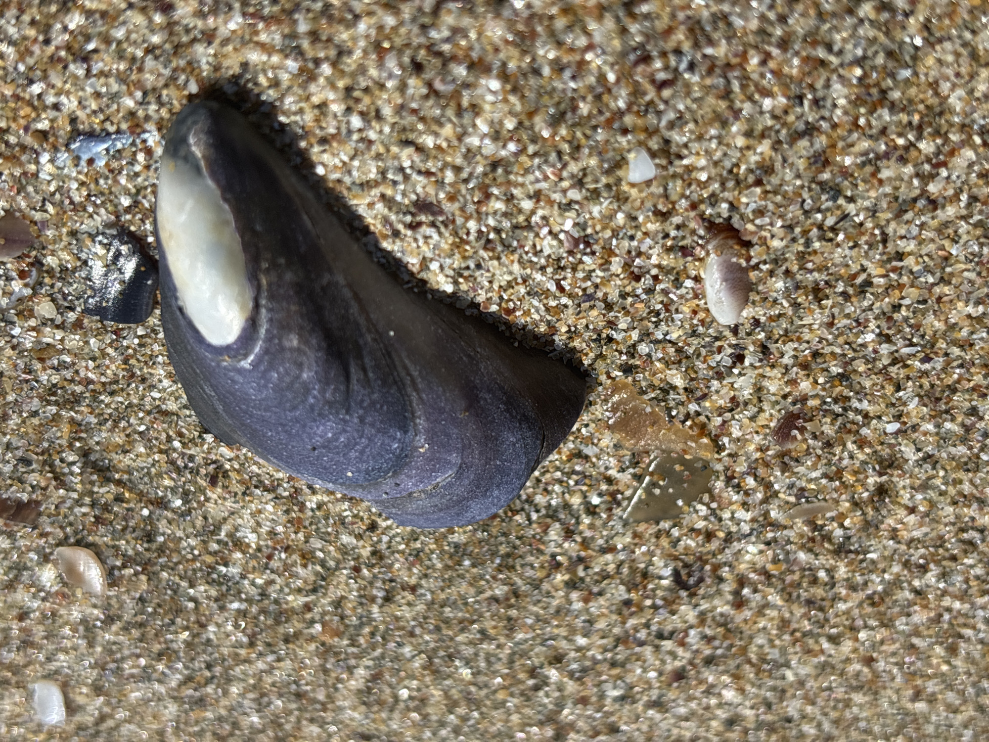 This image, taken in Rezovo, Bulgaria, shows a close-up view of a dark, elongated mussel shell resting on a sandy beach. The shell, predominantly dark purple with a pearly white interior visible along its opening, is partially embedded in the sand. The sand itself is a mixture of fine grains and small shell fragments in various shades of beige, brown, and white, with a slight sheen suggesting it might be damp. Scattered among the sand are other small, light-colored shell pieces and a few tiny, translucent, angular fragments that could be bits of glass or quartz. The lighting in the image highlights the texture of the sand and the smooth surface of the mussel shell. No people or actions are depicted.