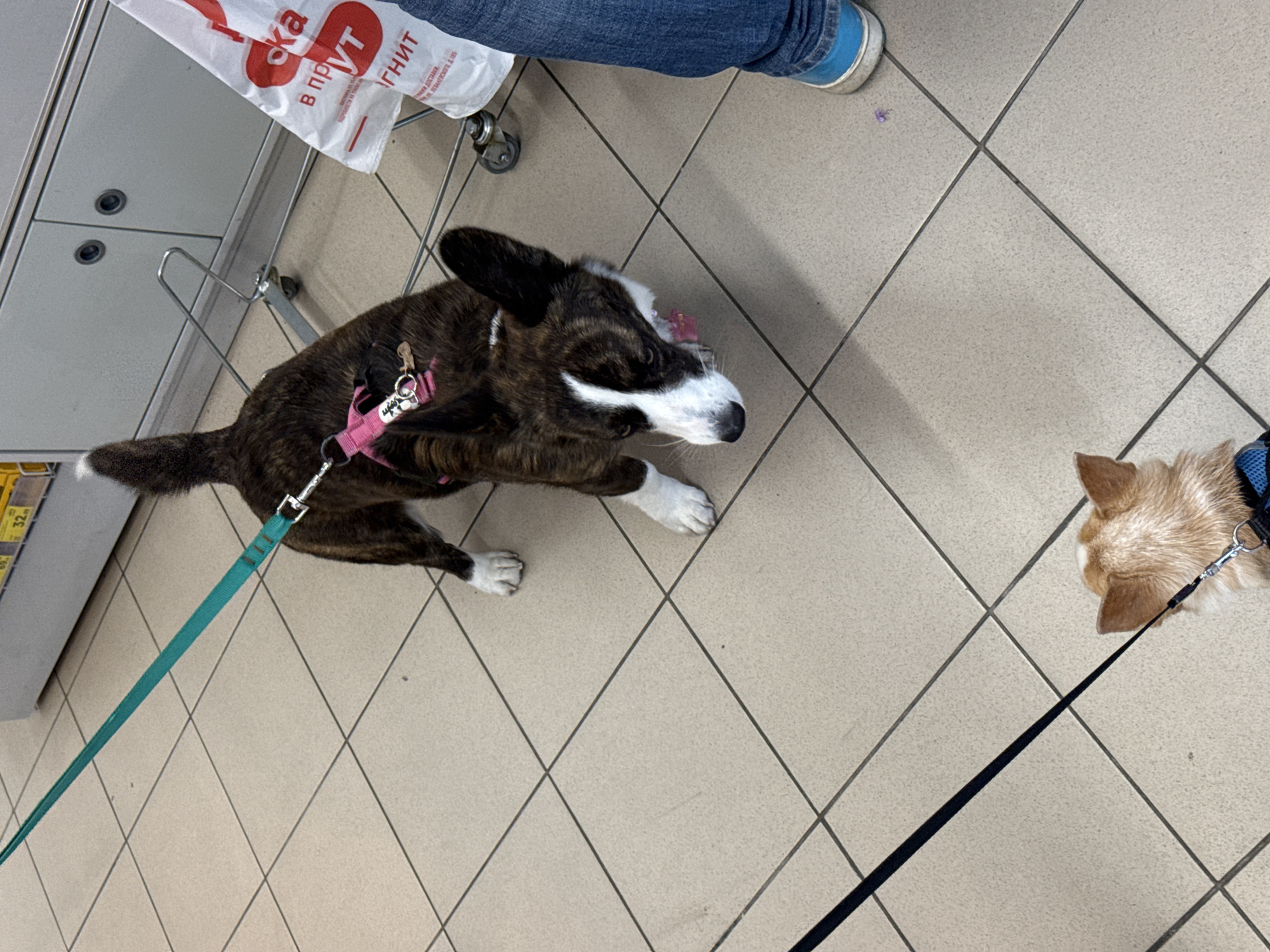 The image shows two dogs, one brindle and white and one tan, on leashes on a tiled floor. The brindle dog is leashed with a green leash and is near a grocery cart with a bag that reads "OKAY" in Russian. A person wearing blue jeans and sneakers is visible near the cart. The tan dog is on a black leash. The location is likely a grocery store in Rostov-on-Don, Russia.