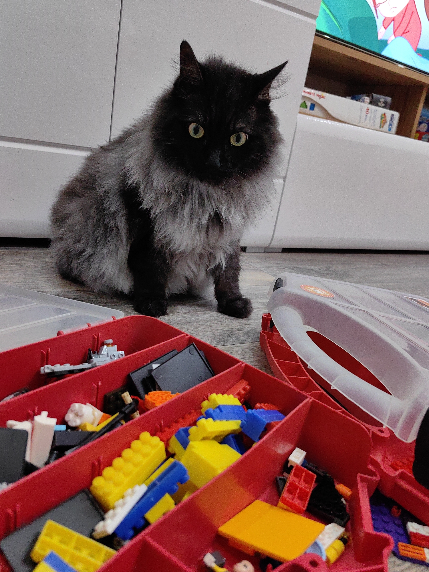 A long-haired black cat with green eyes sits on a wooden floor, looking directly at the camera. In the foreground, a red plastic organizer bin is filled with colorful Lego bricks and toy car parts. To the right of the bin is a clear plastic toy car case. In the background, a white cabinet and a television are visible. The scene appears to be indoors, possibly in a child's playroom or a living room. There is no indication of the location being in Sochi, Russia.