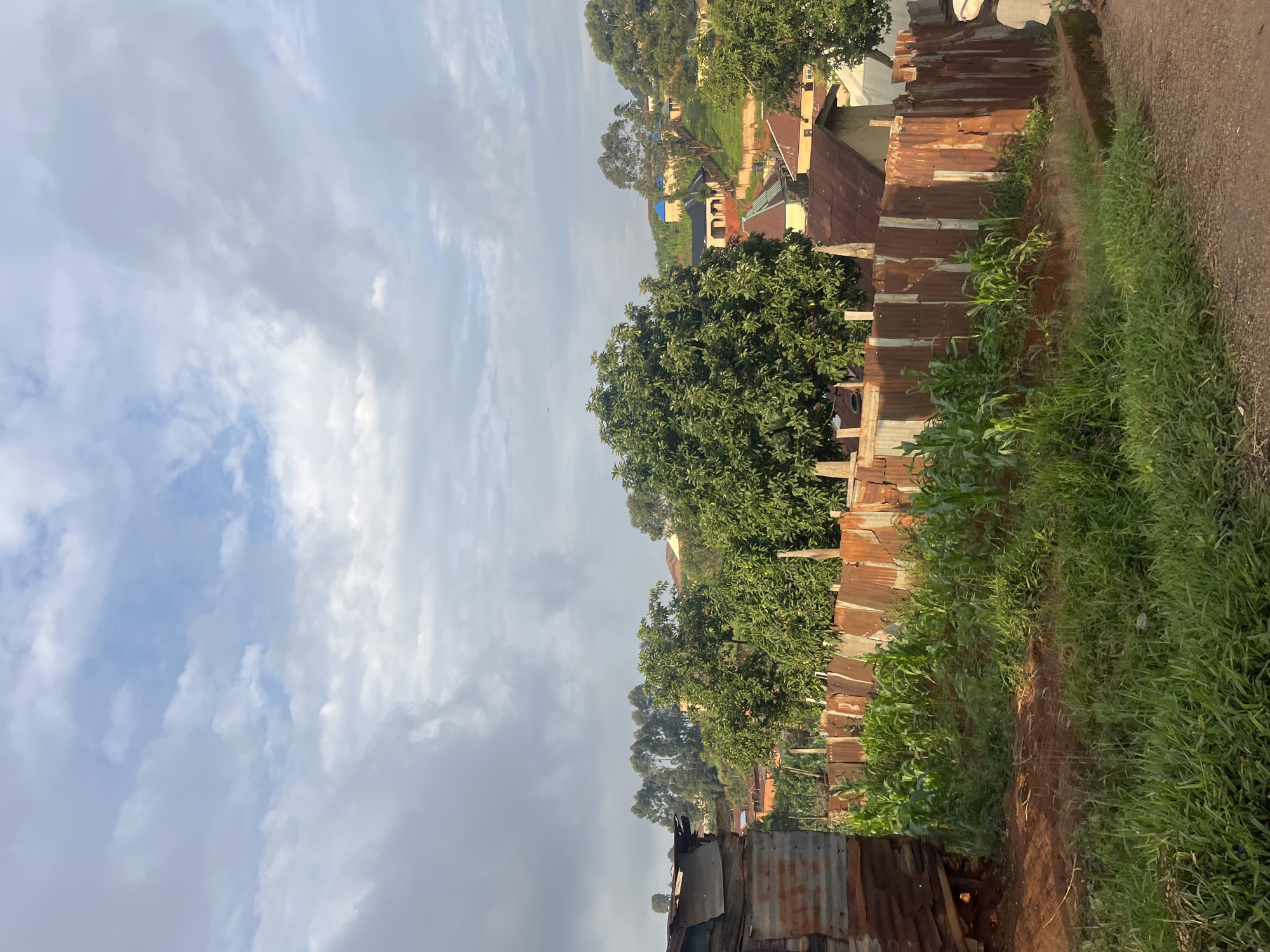 This is a vertical, full-shot photograph taken in Gembu, Nigeria. The image depicts a view of a community with buildings and lush vegetation under a cloudy sky. The scene appears to be a residential area with various structures, some made of corrugated metal, others with tiled roofs, and some with blue roofing. Trees are interspersed throughout the landscape, with one large, full tree dominating the foreground on the left. In the middle ground, there are more trees and buildings. The right side of the image shows a path or dirt road running alongside a tall fence made of rusted corrugated metal. Tall green grass and what appears to be corn stalks grow alongside the path and the fence. The sky is filled with soft, diffused clouds, suggesting it might be early morning or late afternoon, or a generally overcast day. There is no visible text in the image. The overall impression is of a rural or semi-urban environment in Nigeria.