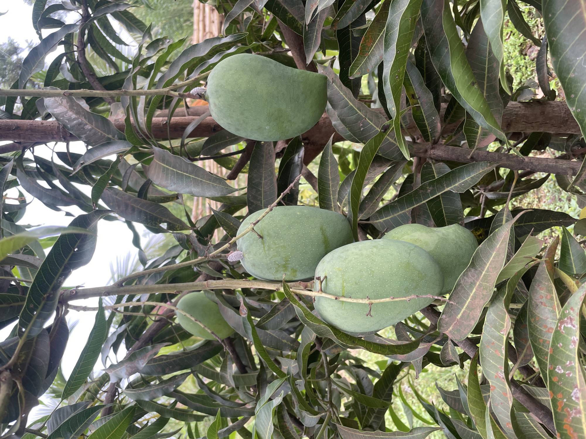 This media file captures a close-up, vertical view of unripe green mangoes growing on a mango tree, set in an outdoor environment consistent with Dhundshi, India. The primary subjects are several large, oval-shaped, unripened green mangoes, numbering at least six, suspended from thick, woody branches. The mangoes have a smooth, matte skin speckled with tiny white dots.
Surrounding the fruit is a dense network of the tree's dark green leaves, which vary in shade and texture. Some leaves appear healthy and vibrant, while others show minor signs of discoloration, light brown spots, or a slightly dusty film, indicative of natural aging or environmental exposure. A small, white, fuzzy patch, possibly an insect or fungal growth, is visible on the stem attachment point of one mango in an upper crop.
Through the gaps in the foliage, patches of bright, diffused sky are visible, suggesting it is daytime. In the upper right background, a blurred, light-colored structure, possibly a bamboo fence or another wooden element, is faintly discernible. The overall scene depicts a stage of fruit development on a mango tree, with no human activity or specific event taking place. The lighting is natural, suggesting a clear or partly cloudy day. No text is visible in the image.