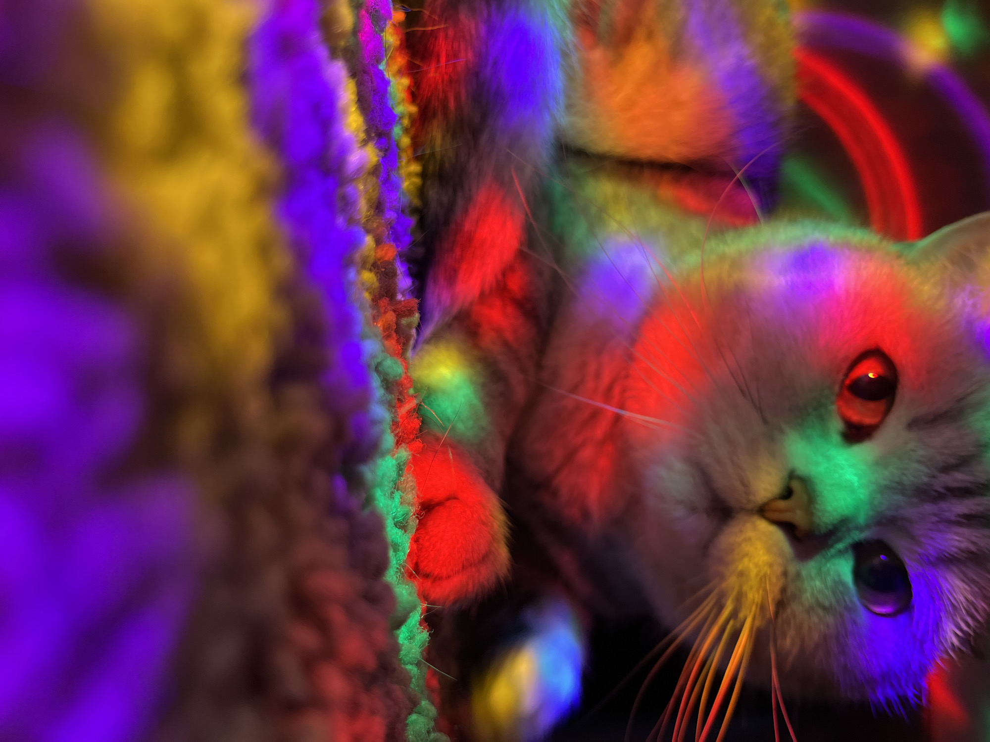A close-up shot displays a light-grey cat, illuminated by bright, multicolored lights (red, green, blue, yellow, purple, orange). The cat is lying on a soft, colorful surface. The cat's face, tilted towards the camera, features prominent eyes, whiskers, and nose. The background is dark, with blurred streaks of color, some of which are in an arch shape. The setting is not discernible, and information about Chaikovsky, Russia is not evident within the image.