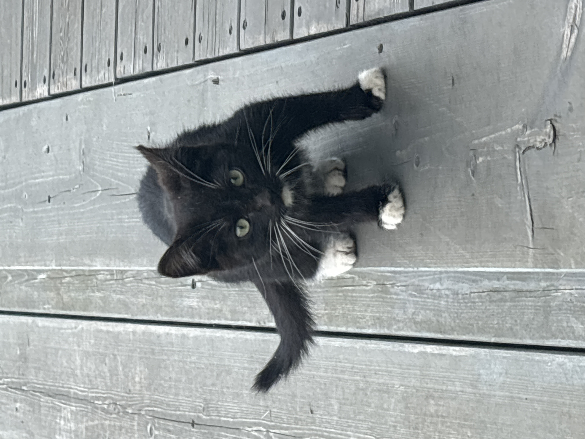 A black and white kitten with green eyes is crouched on a wooden deck. The kitten is facing the camera, with its front paws extended forward. The kitten's tail is curved upwards. The wooden deck is gray and weathered, with visible grain patterns. The scene appears to be outdoors, possibly in a backyard or a park. There is no indication of the specific location in Zvenigorod, Russia.
