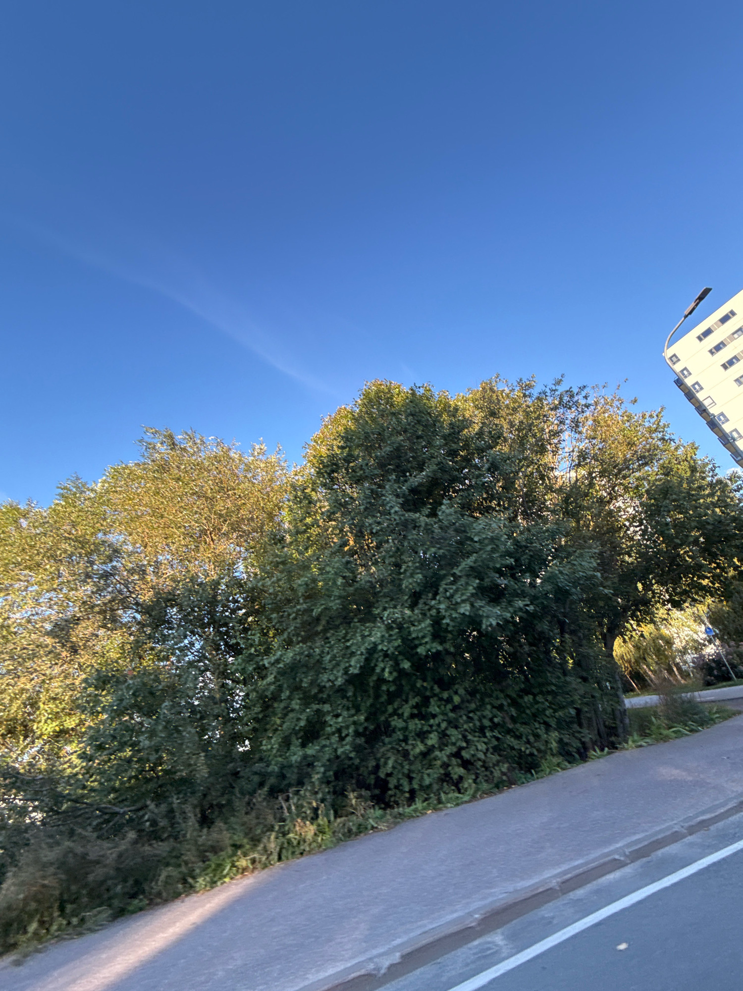 The image shows a bright blue sky with a faint wispy cloud streak. In the foreground, a paved path is visible, likely a sidewalk or pedestrian walkway, with a grey curb and a white line marking the edge of a road. To the left of the path are dense green trees and bushes, some of which are catching the sunlight, giving them a warm, golden hue. To the right, a modern apartment building, light yellow in color with rows of dark windows, stands tall. A street lamp with a curved arm extends from the side of the building. The scene is likely an urban or suburban environment in Tallinn, Estonia, possibly a park area adjacent to residential buildings.