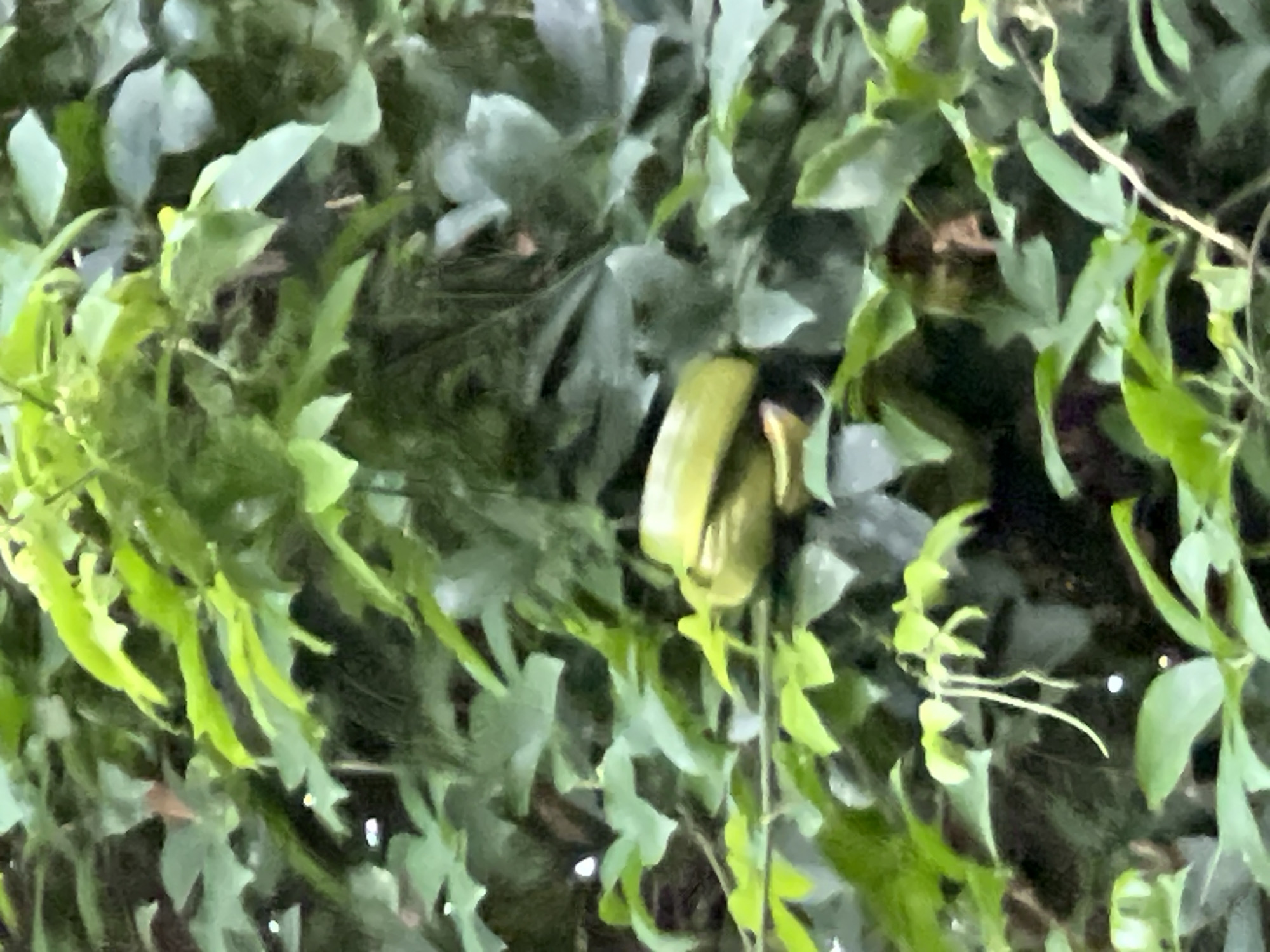 The image shows a close-up view of green foliage with a light green, oblong object nestled within the leaves. The object appears to be a fruit or a vegetable, with a slightly curved shape. It is resting on a branch or a thicker stem, surrounded by numerous leaves of varying shades of green. The background is also filled with more leaves and branches, creating a dense, natural environment. The lighting suggests it is daytime, possibly overcast or in a shaded area, as there are no harsh shadows. The image has a slightly blurred quality. The location is identified as Dawan, Indonesia. There are no people visible in the image, and no specific actions or interactions are depicted. The scene is entirely focused on the plant life and the object within it.
