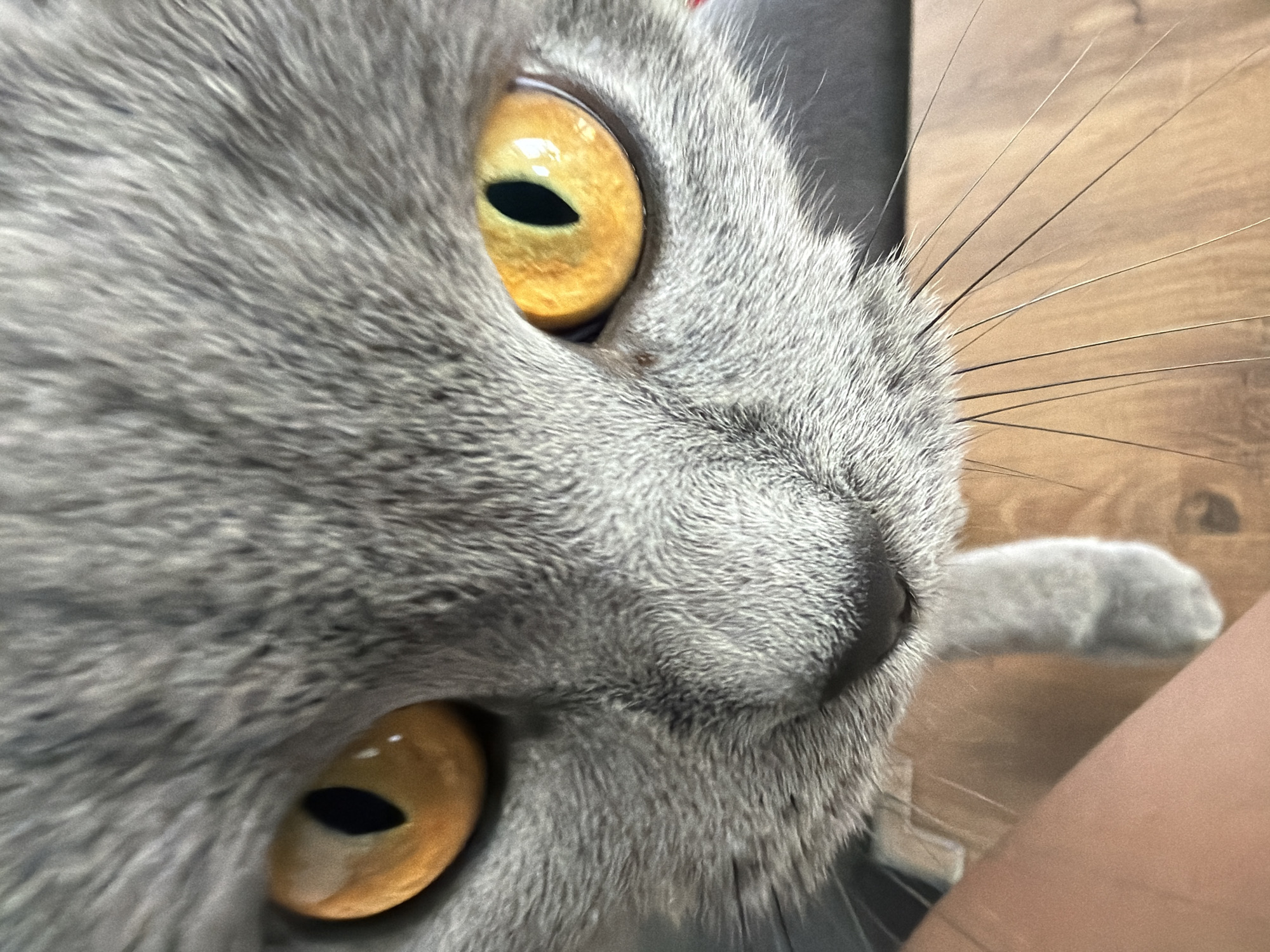 A close-up view of a gray cat's face is depicted. The cat's golden eyes are prominent, with black pupils. The fur is gray, and long whiskers extend from its face. A paw is visible in the background, and a person's arm is partially visible on the lower right. The location is Unknown, Unknown.