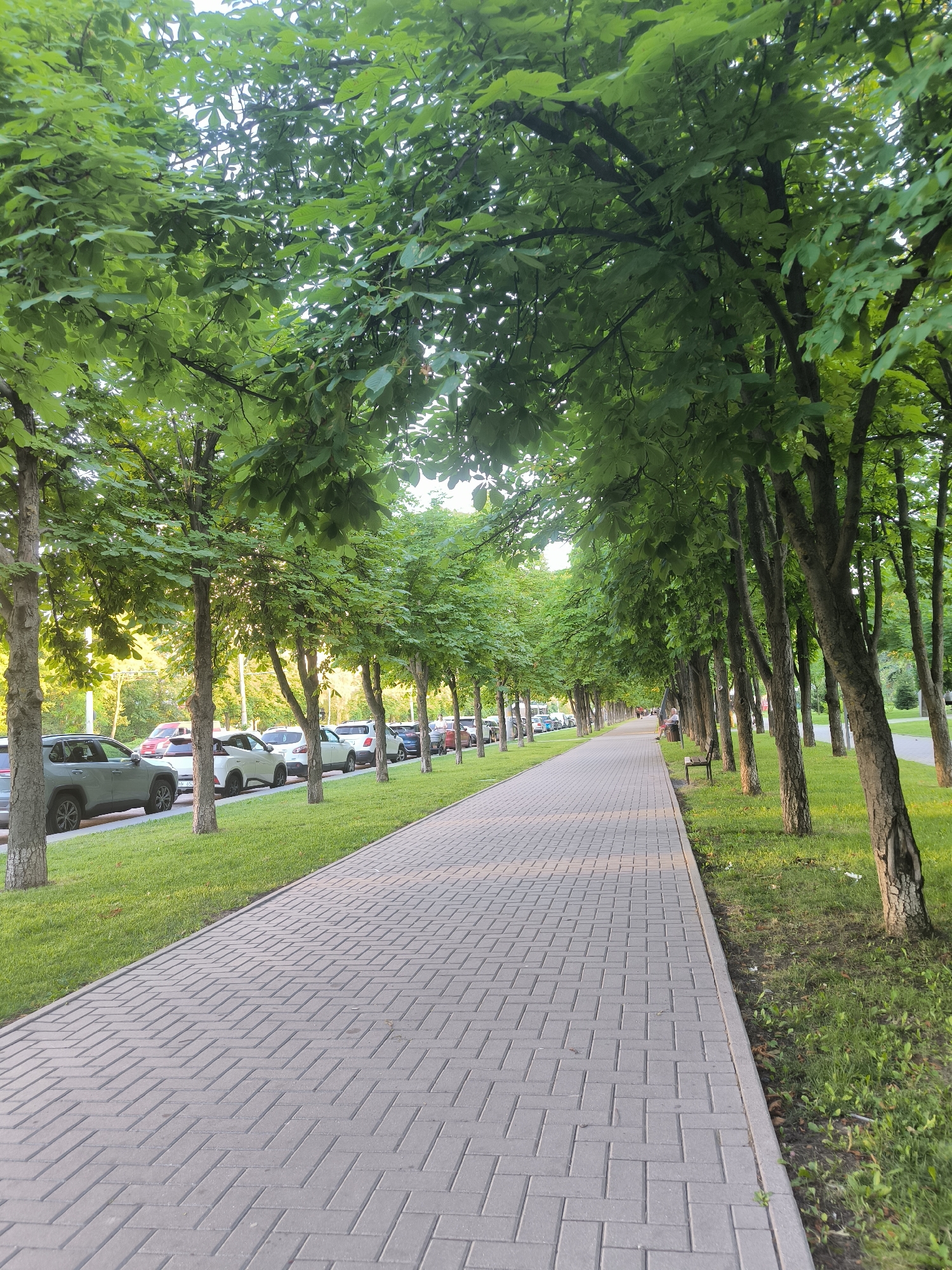 The image depicts a tree-lined pedestrian walkway in Chișinău, Moldova. The walkway is paved with grey rectangular bricks arranged in a herringbone pattern and extends into the distance, curving slightly to the right. On the left side of the walkway, a strip of green grass separates it from a row of parked cars. The cars are of various colors, including silver, white, and red. The trees lining the walkway have lush green foliage and are spaced relatively close together, creating a shaded canopy over the path and grass. In the background, beyond the trees and cars, hints of buildings and other urban infrastructure are visible, illuminated by soft, possibly late afternoon, sunlight. On the right side of the walkway, a bench is placed near some trees, and a person is seated on it. The overall scene suggests a well-maintained public space within the city, likely a park or a wide boulevard.