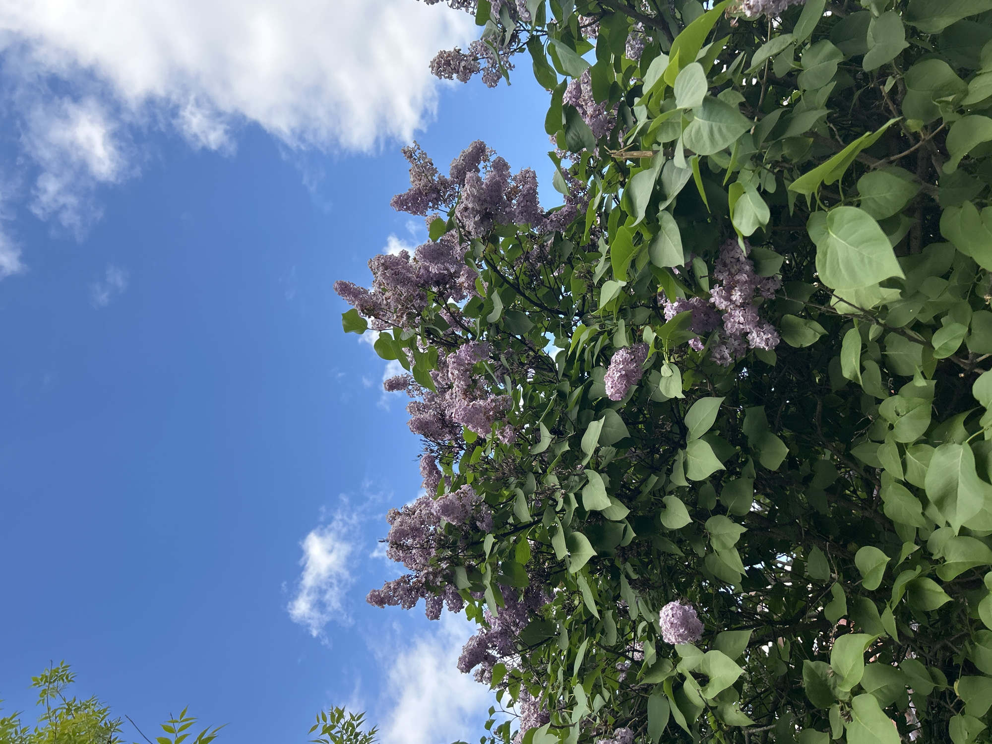The image captures a lilac bush in bloom against a blue sky with scattered clouds. The bush, located in Unknown, Unknown, features clusters of lavender-colored flowers interspersed with green leaves. The camera angle is from below, looking up at the bush and sky.