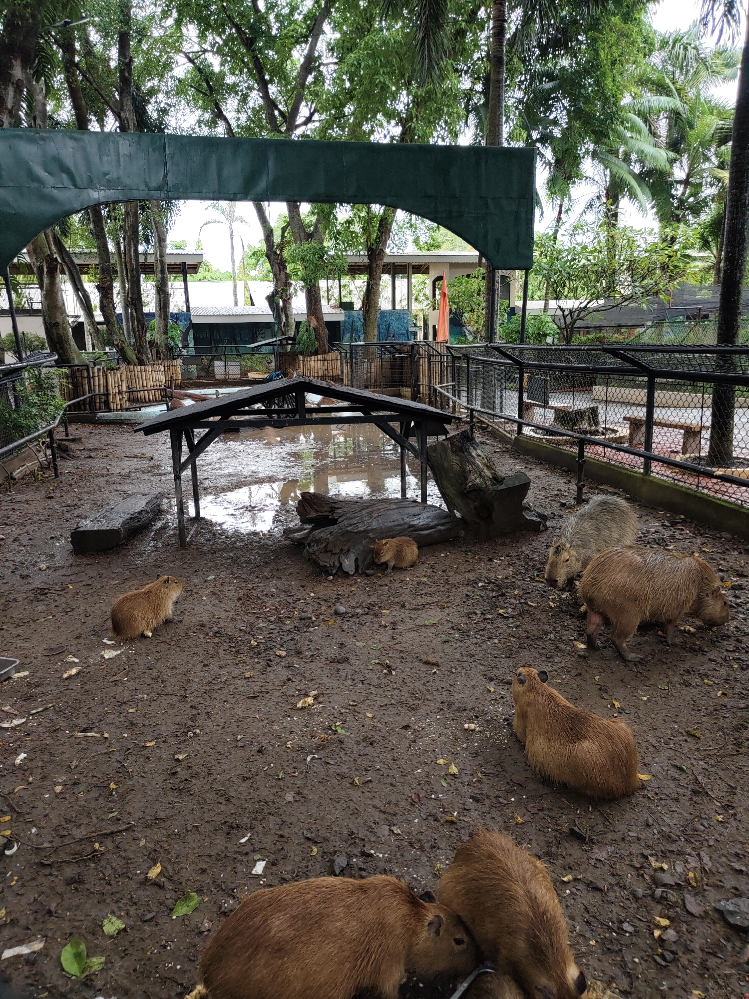 A muddy enclosure, likely a zoo or sanctuary, houses several capybaras. The environment is wet and appears to have recently rained, with puddles of water scattered across the dirt ground. A partially covered structure, possibly a shelter, stands in the middle of the enclosure. Capybaras, large rodents native to South America, are visible in various positions: some are standing, others are lying down, and one is in the process of eating. The capybaras vary in color, with shades of brown and tan. The enclosure is surrounded by a fence, and beyond it, trees and some man-made structures can be seen, suggesting an urban or semi-urban setting.