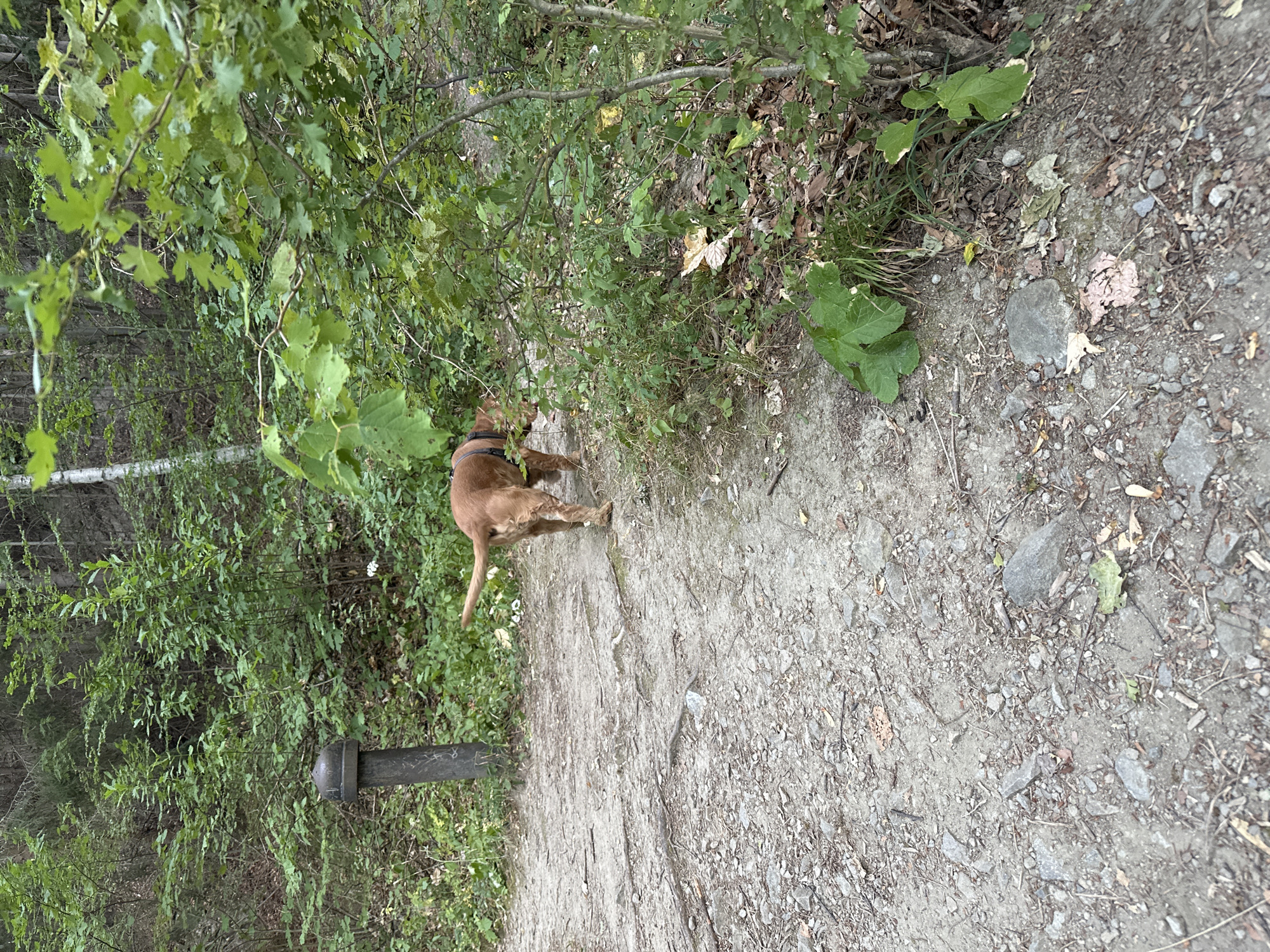 A brown dog with a harness walks away from the camera on a gravel path in a forest. The dog is in the lower center of the image, facing right. The path is surrounded by dense green foliage and trees. To the left of the path, a dark, cylindrical object with a rounded top is partially visible. The scene appears to be in a natural, wooded area, likely part of the city of Bistritsa, Bulgaria, given the context provided.