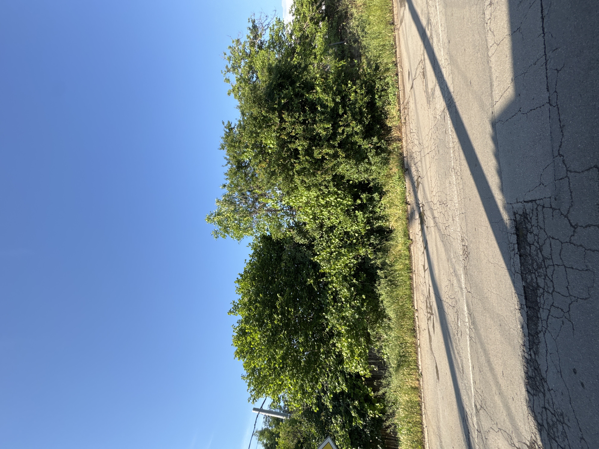 The image displays an outdoor scene under a clear, bright blue sky, typical of a sunny day. The dominant features are a line of dense green trees and bushes on the left, bordering a cracked asphalt road on the right.
The sky occupies the upper portion of the frame, completely cloudless. Below it, the thick foliage of the trees and bushes forms a vibrant green band across the middle, suggesting a lush, well-vegetated area.
On the right side, a gray asphalt road stretches horizontally, showing significant cracking and wear, with some lighter patches suggesting repairs or heavy use. A faint, weathered white line is visible running down the length of the road. Long, distinct shadows are cast across the road from objects or structures located to the left, falling towards the right, indicating either early morning or late afternoon sun. A narrow strip of green grass and weeds separates the foliage from the road surface.
In the lower-left section, partially obscured by the trees, a utility pole with wires can be seen, along with a small portion of a yellow diamond-shaped sign, though no text is legible. No people or vehicles are visible, and no specific activity is taking place. The scene suggests a semi-rural or suburban setting in or around Sofia, Bulgaria, under warm, clear weather conditions.